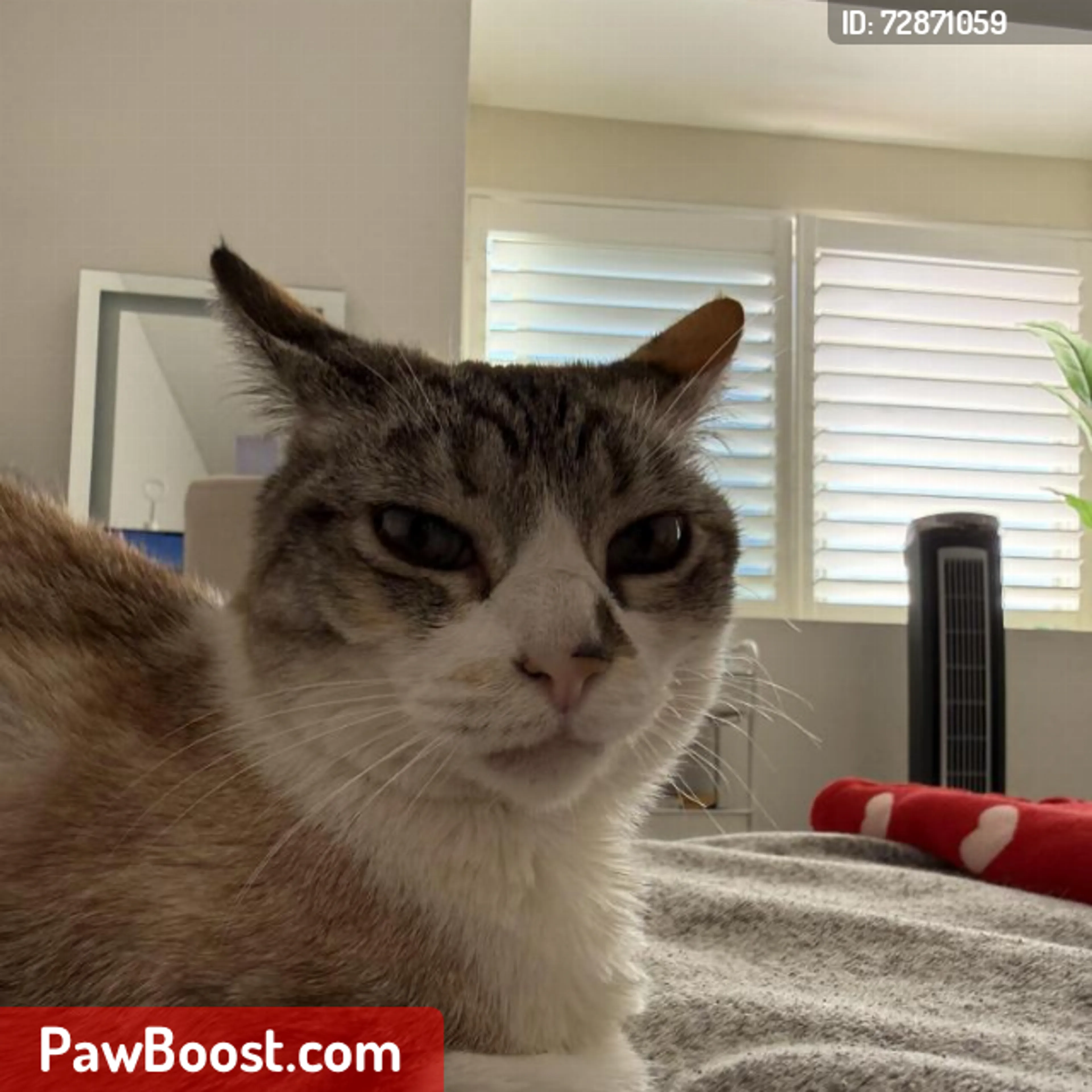Lost pet