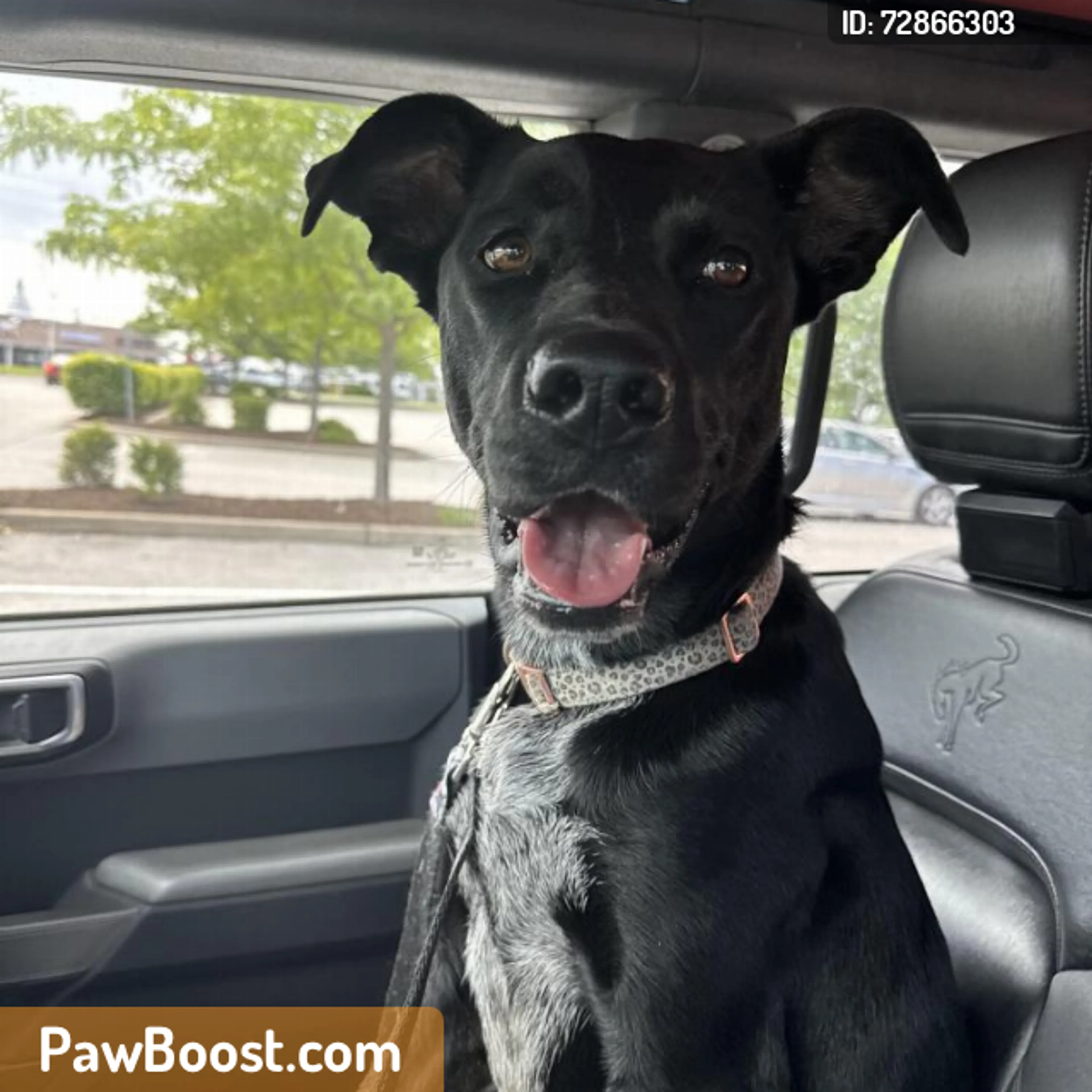 Found pet
