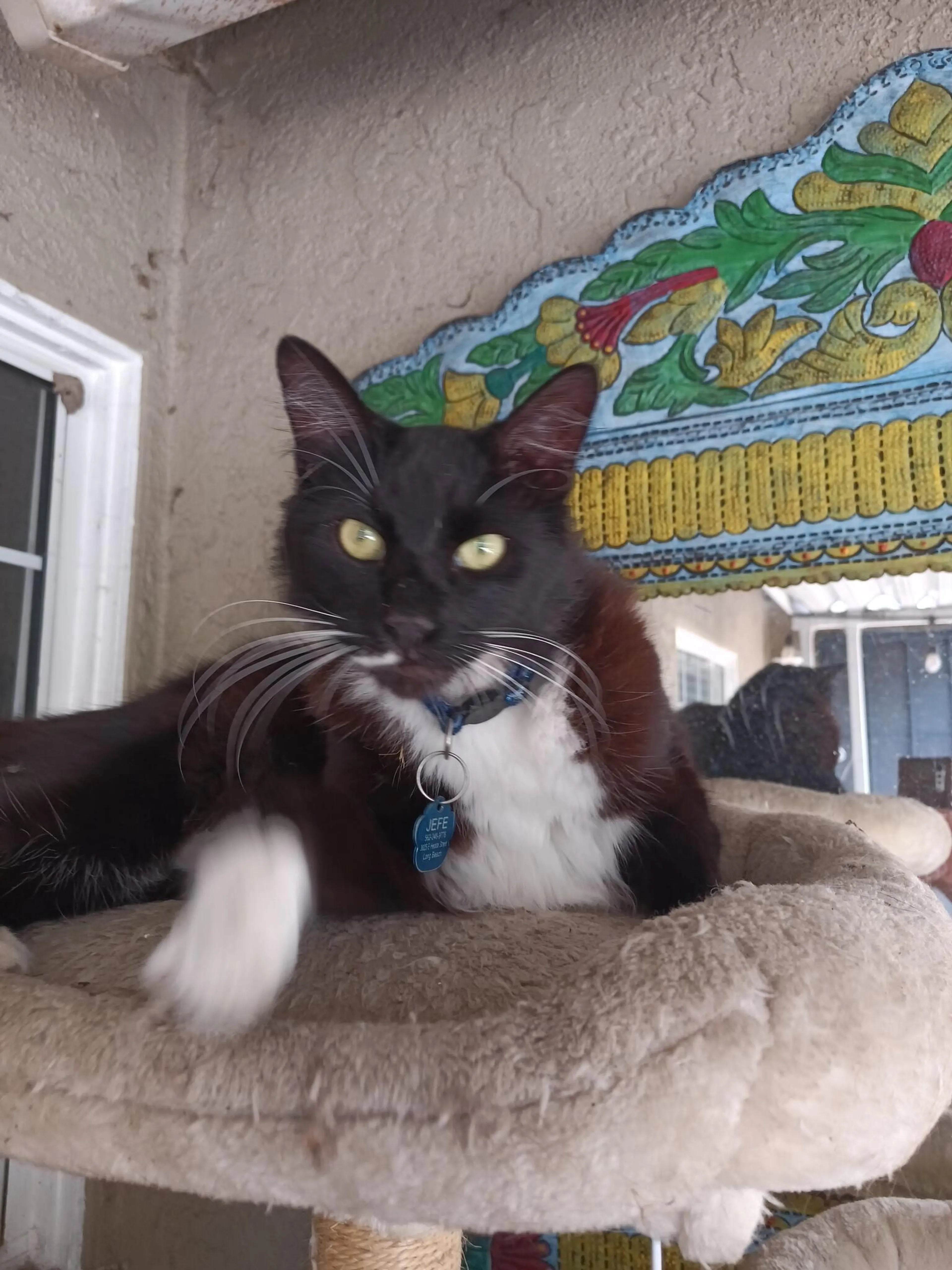 Lost pet