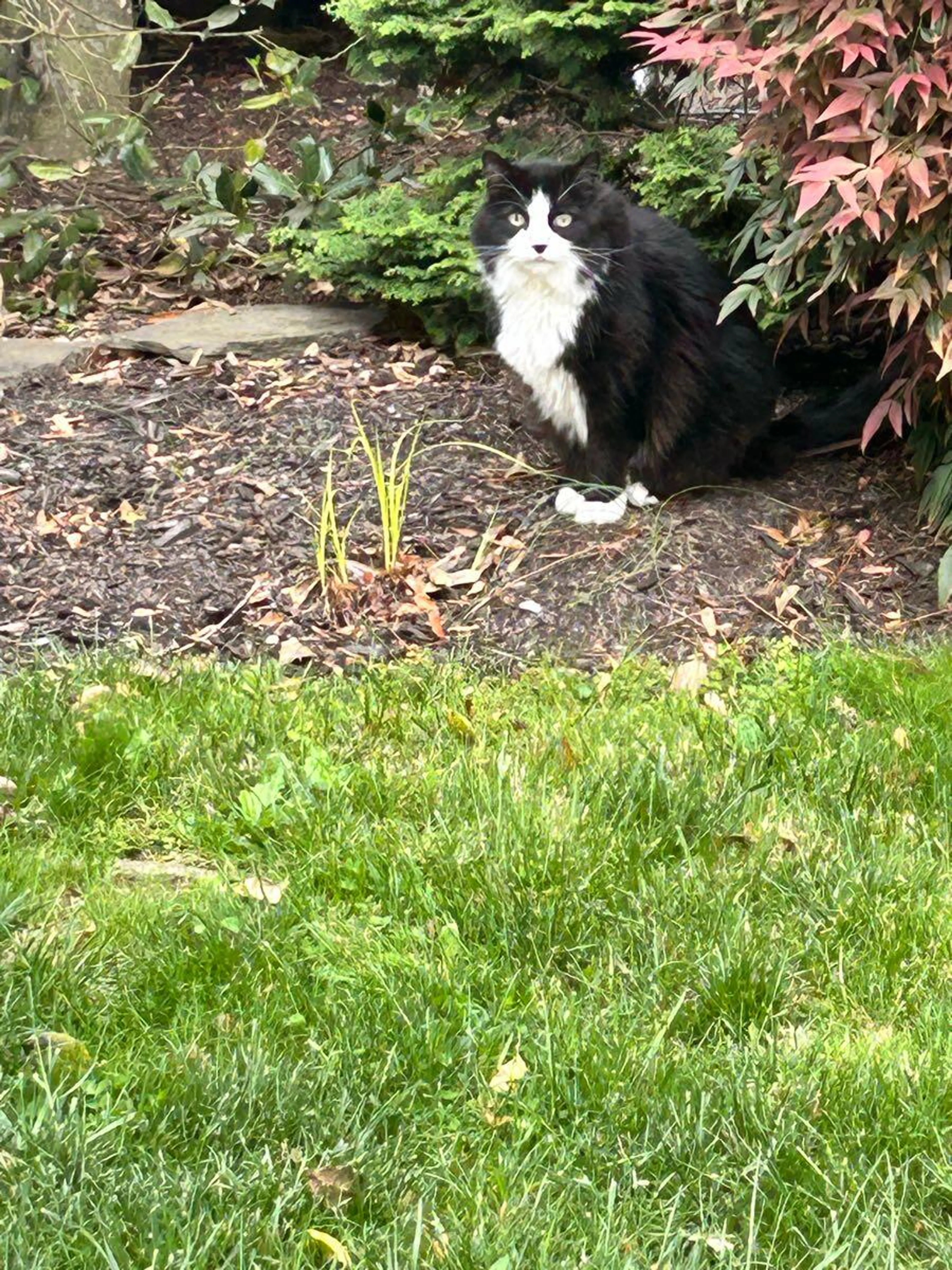 Found pet