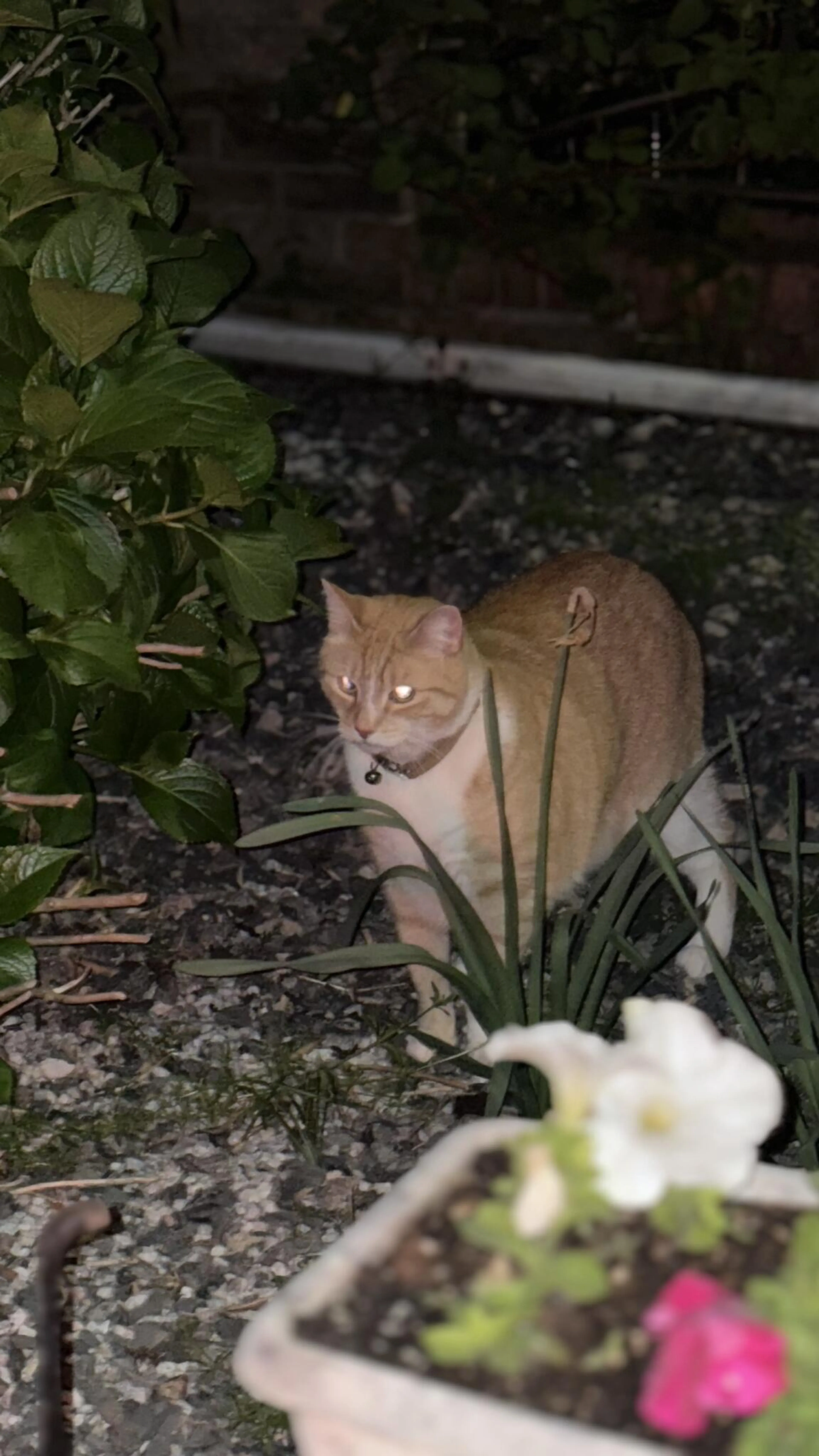Found pet