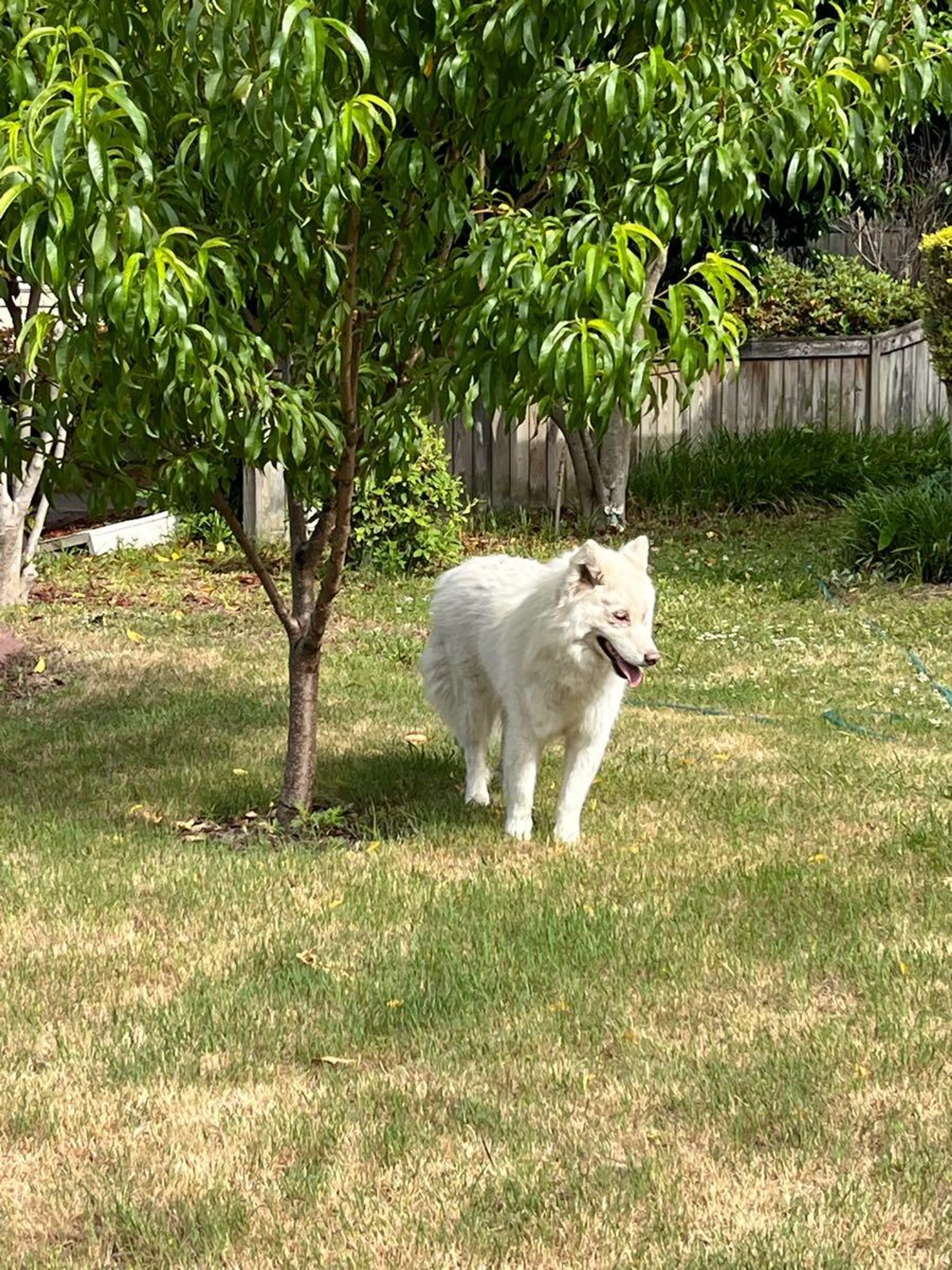 Found pet