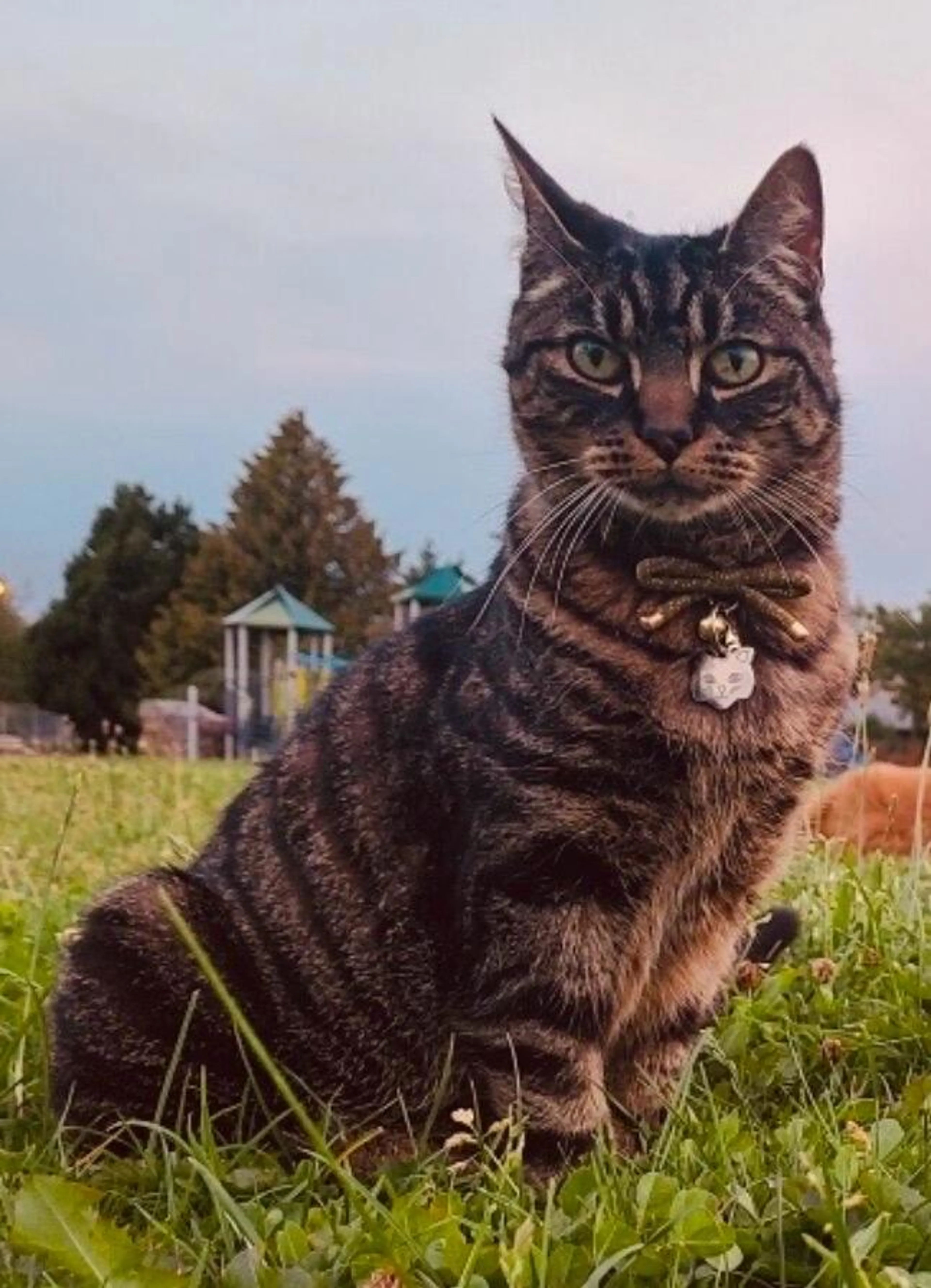 Lost pet