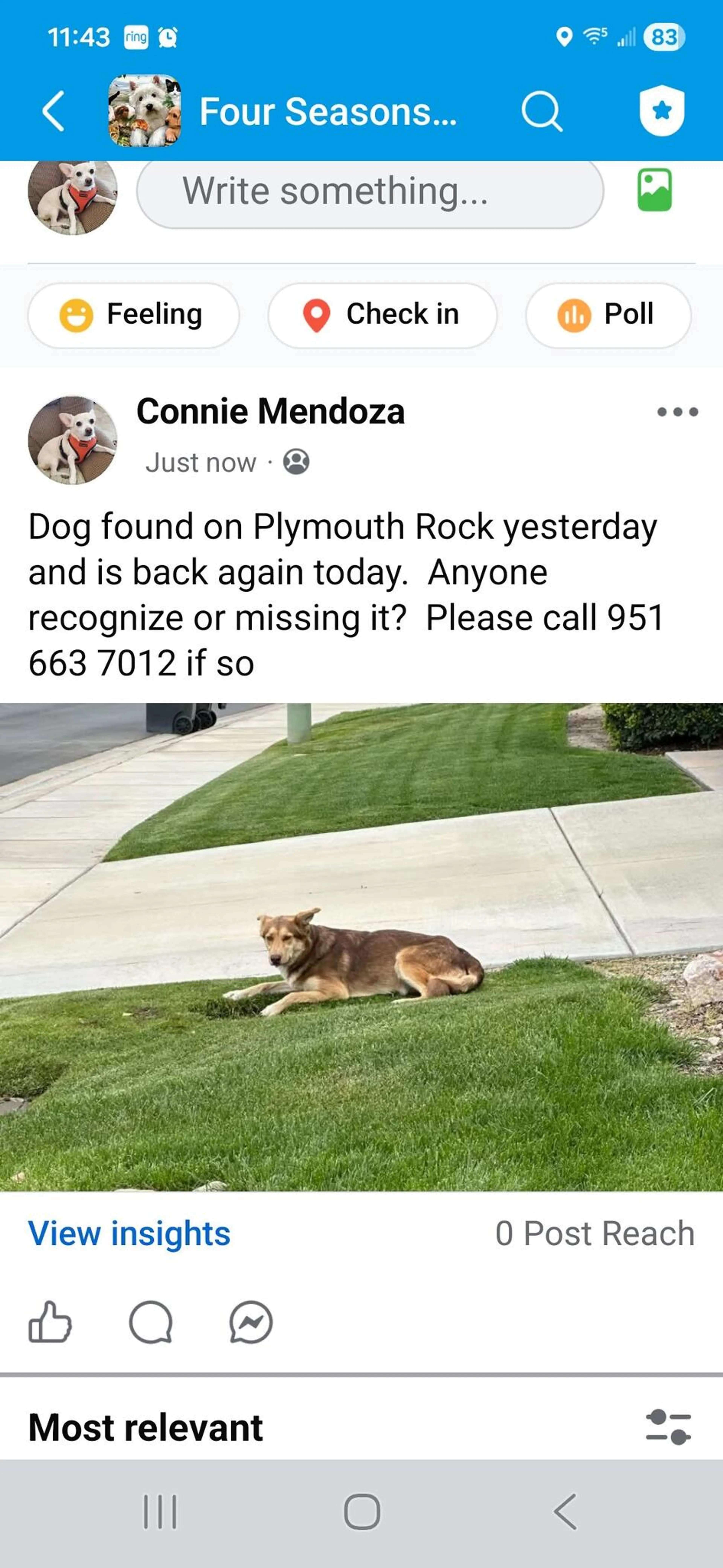 Found pet