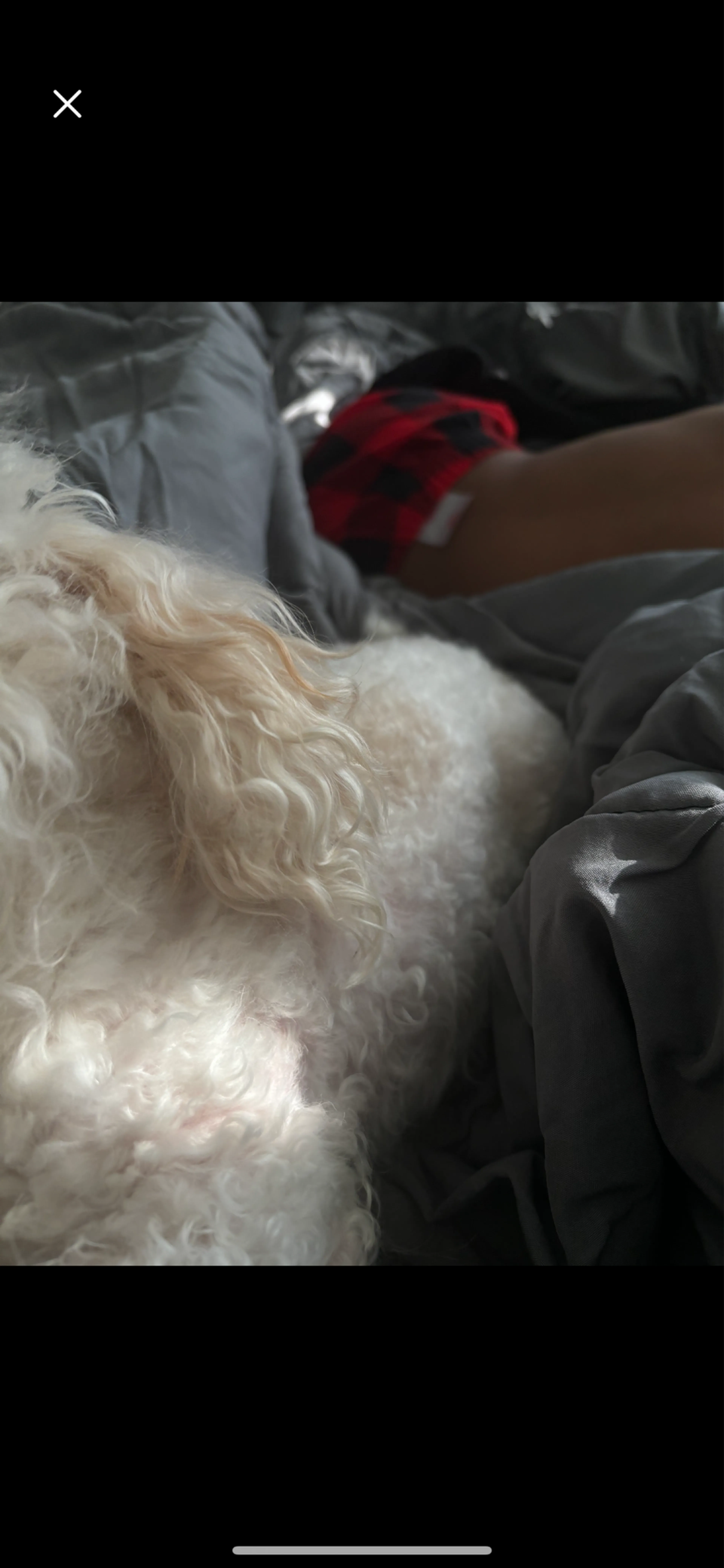 Lost pet