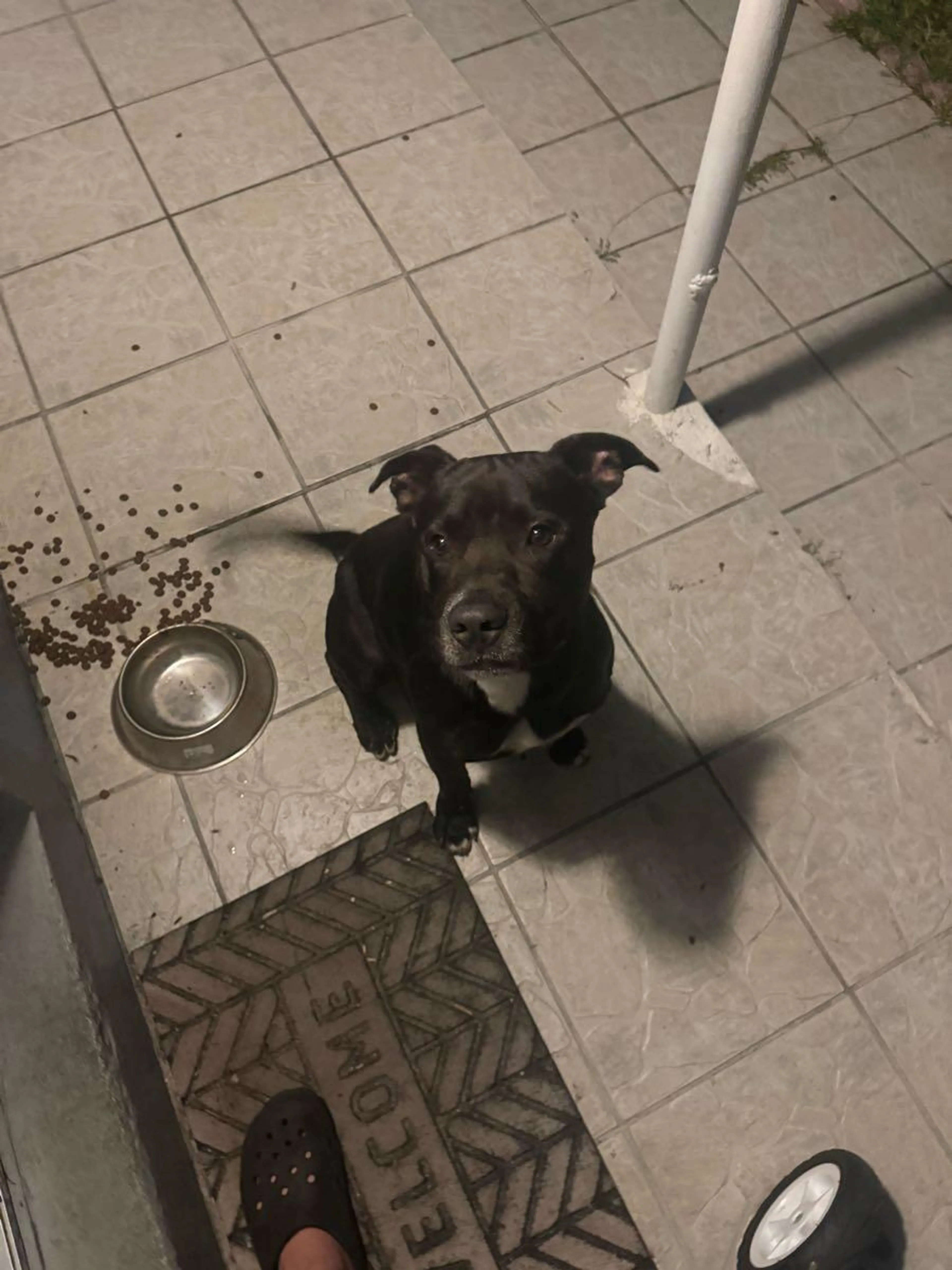 Lost pet
