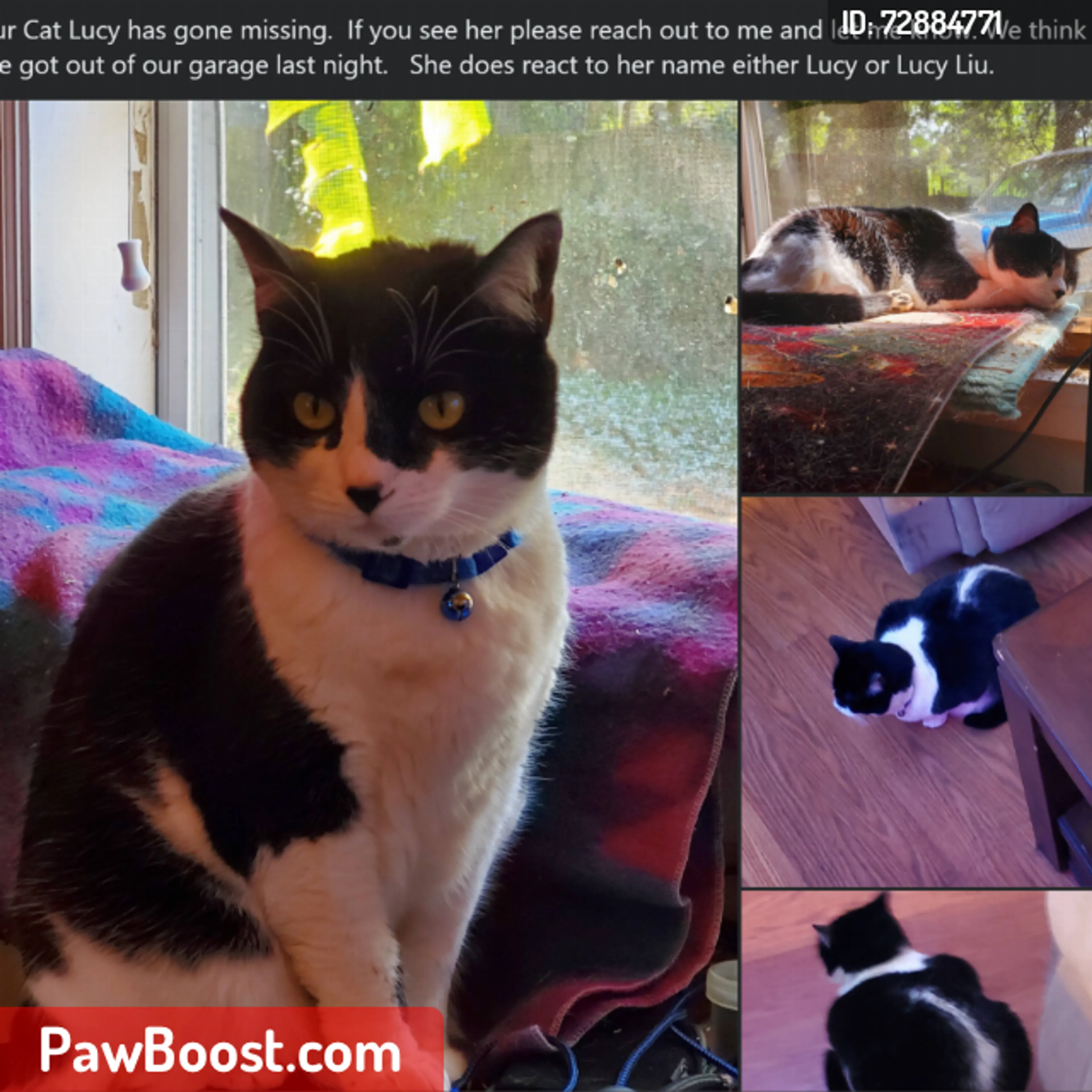 Lost pet
