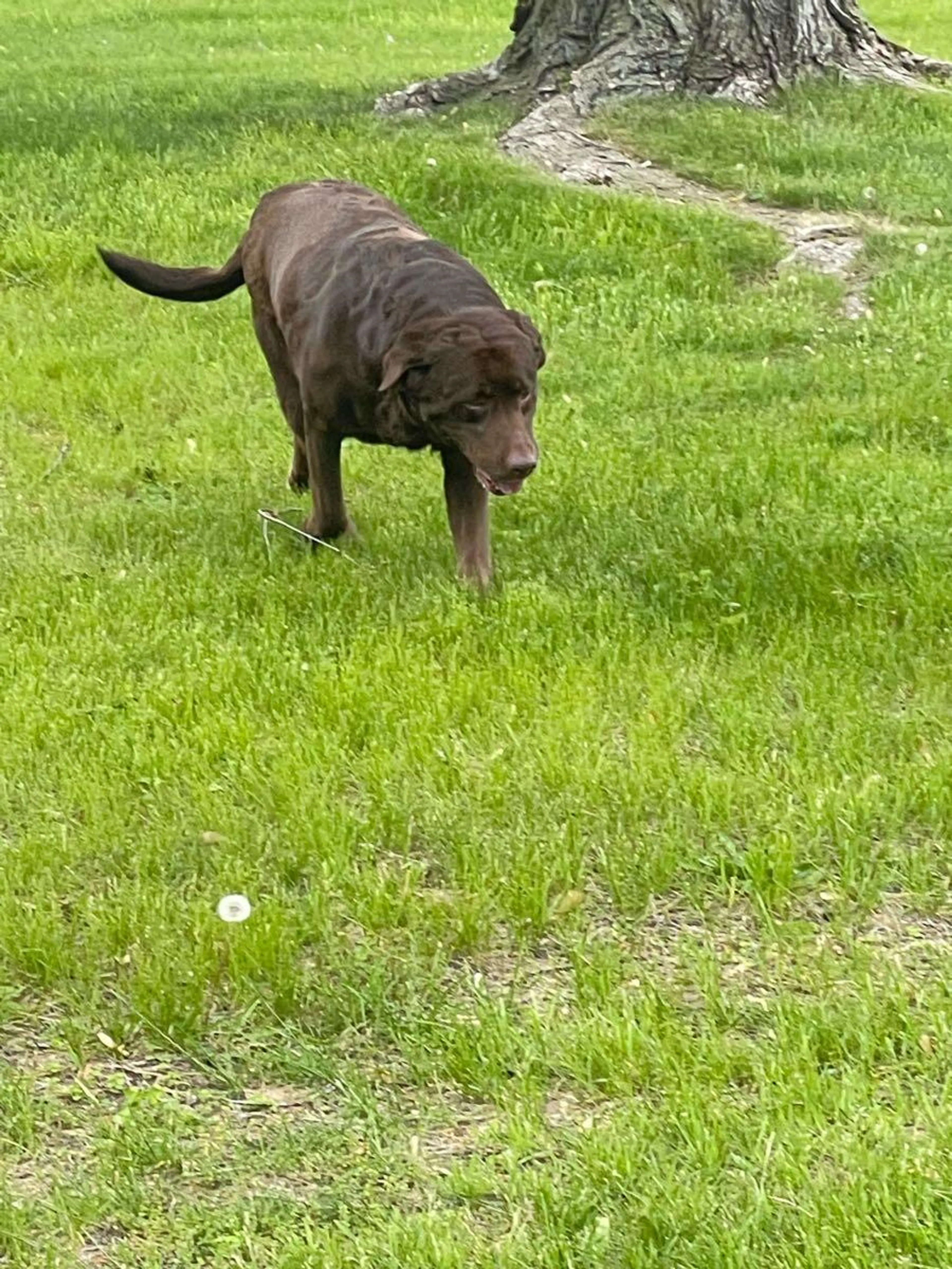 Found pet