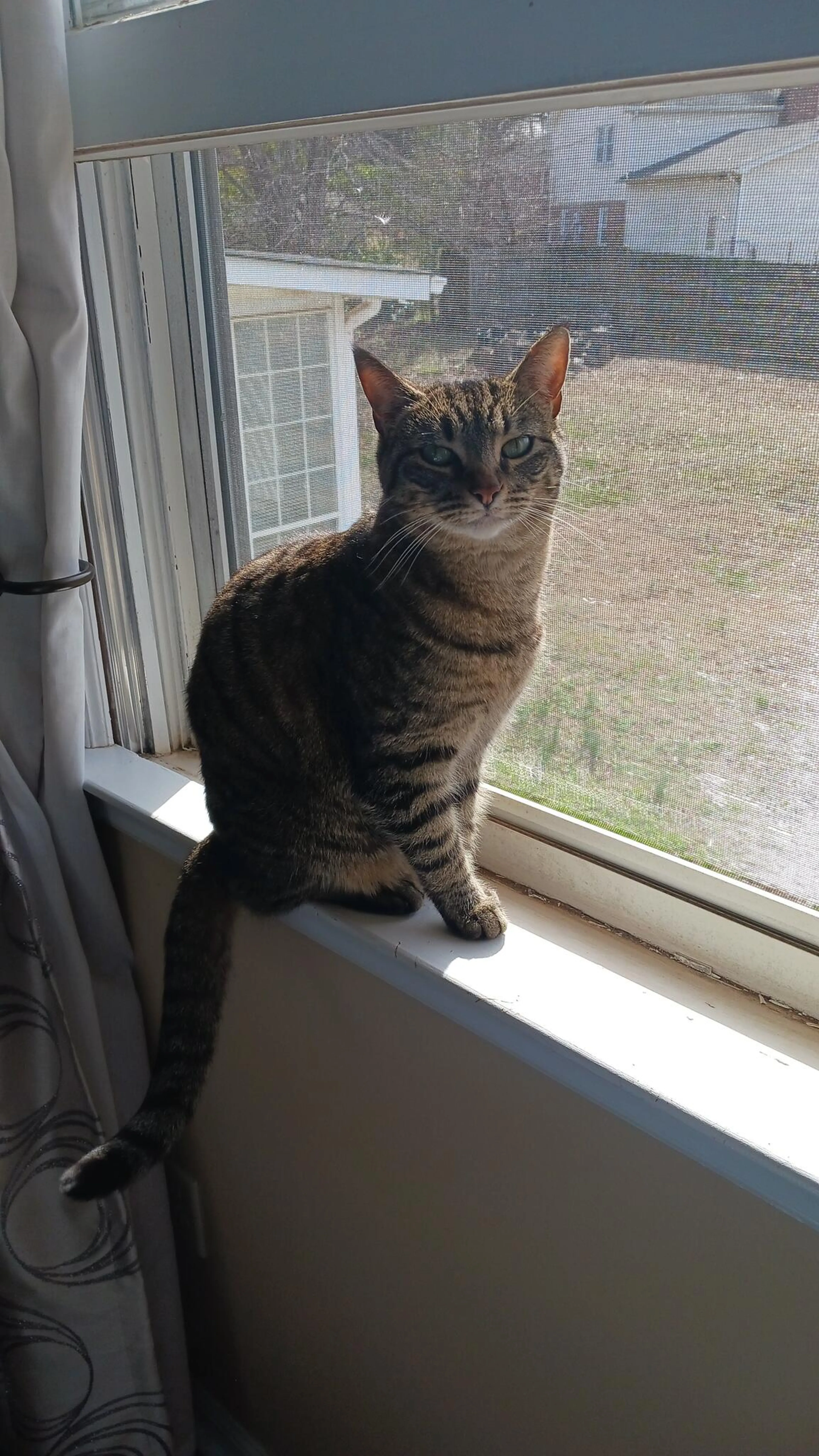 Lost pet