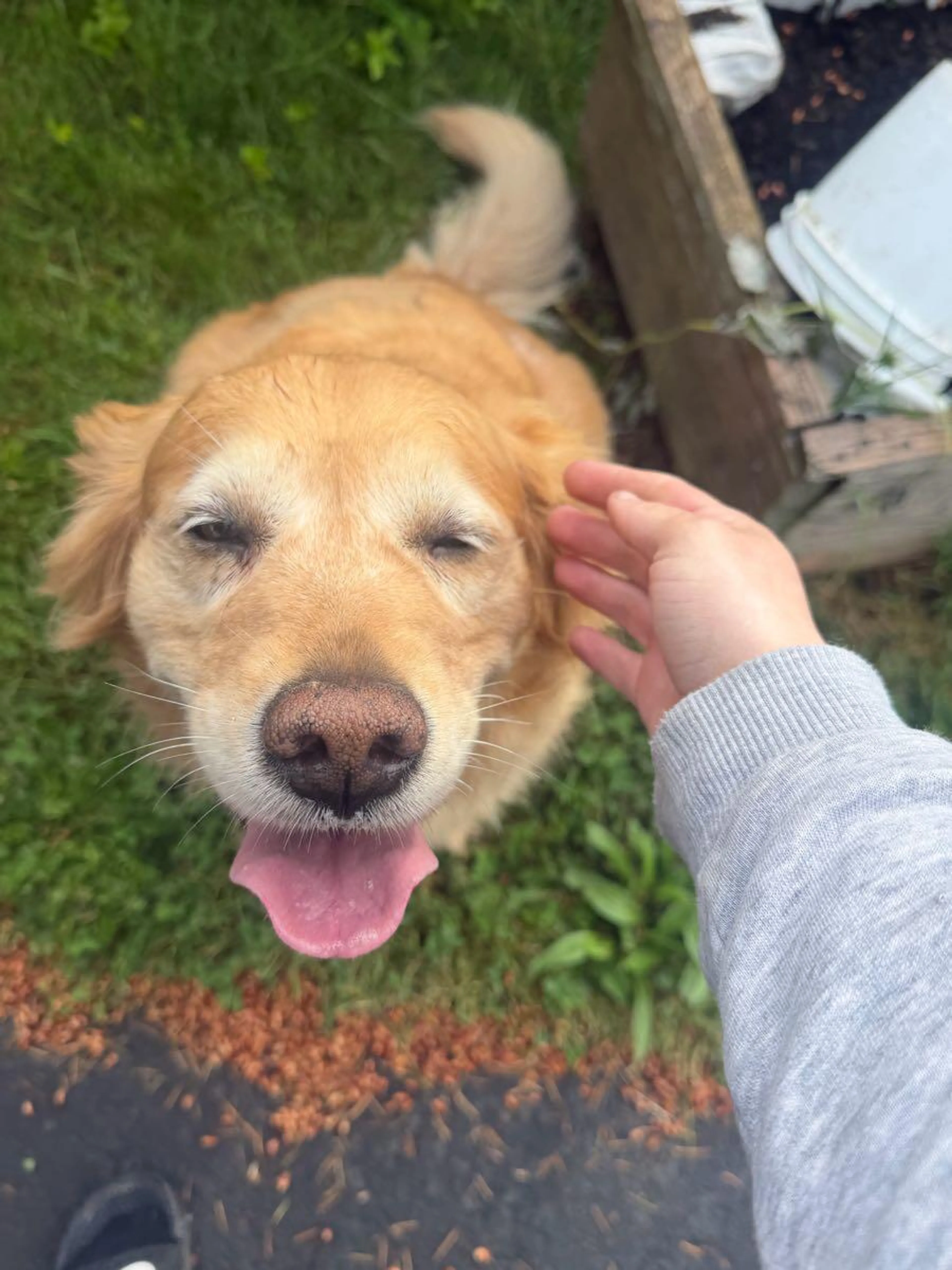 Found pet