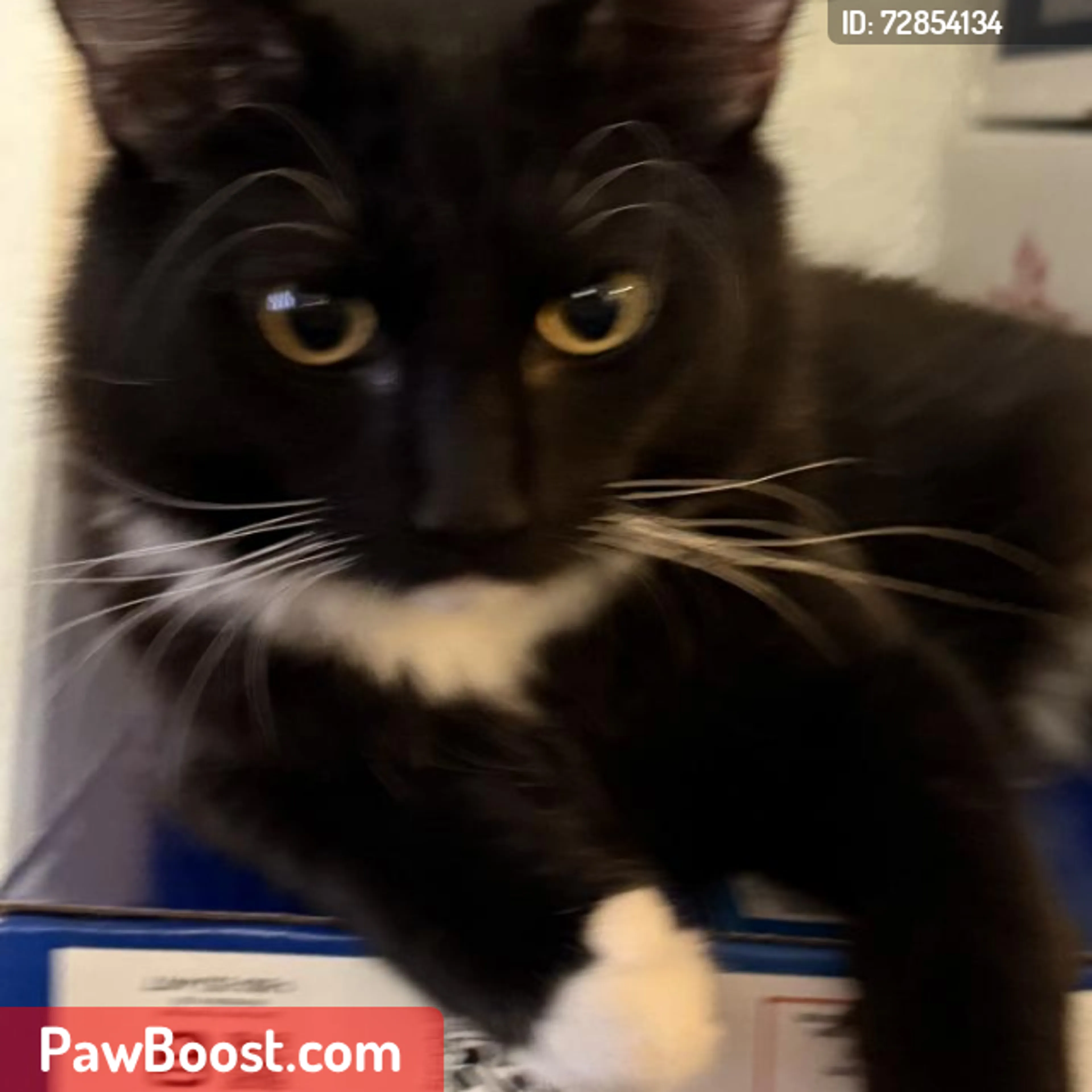 Lost pet