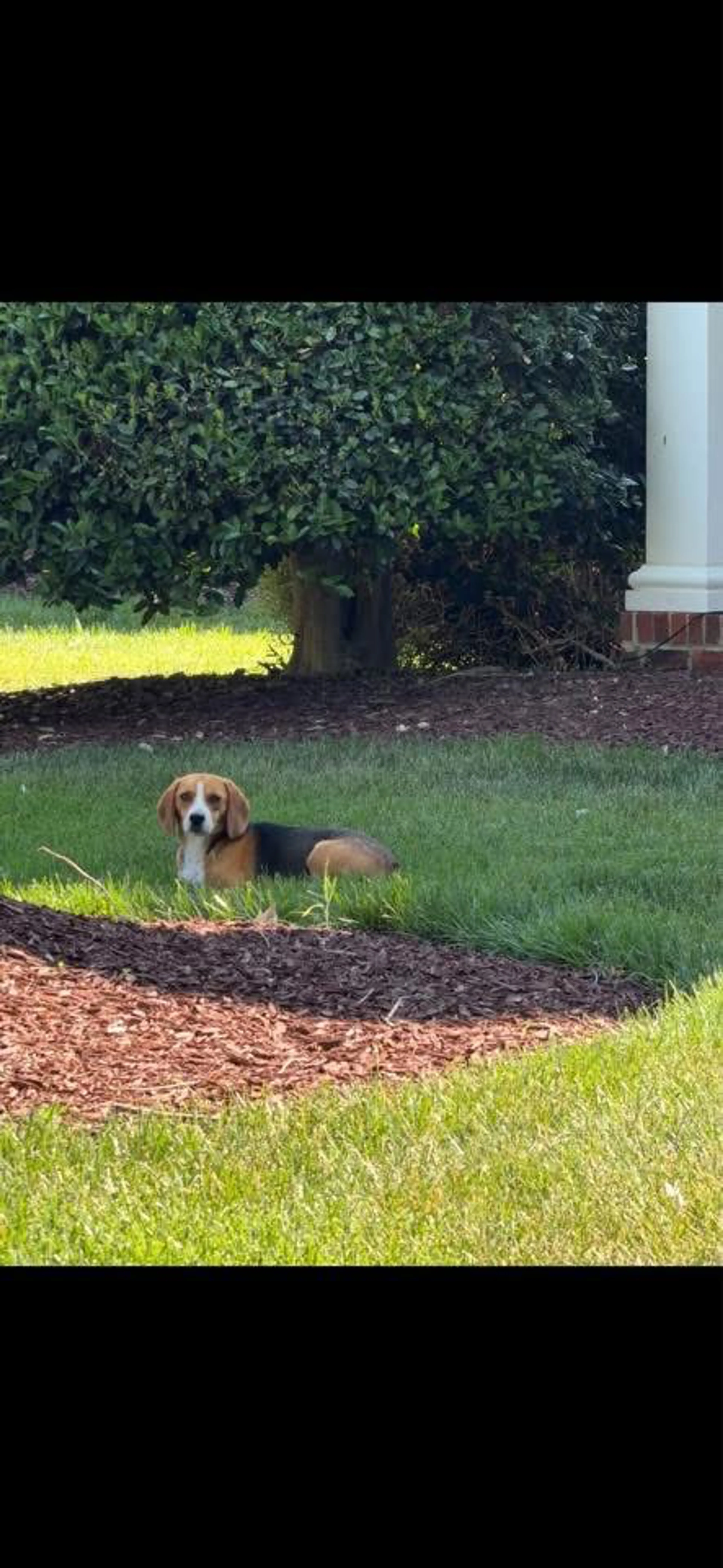 Found pet
