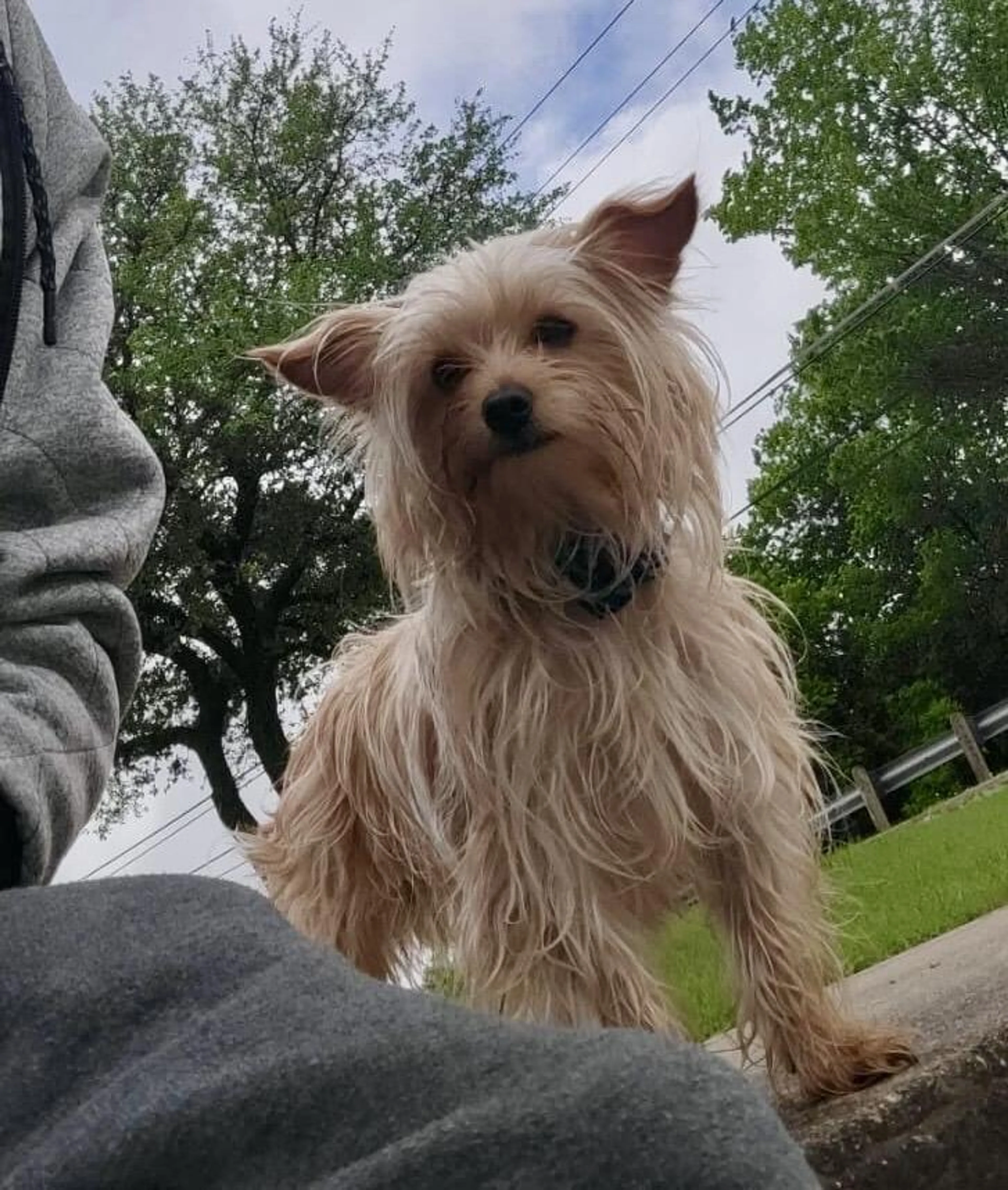 Lost pet