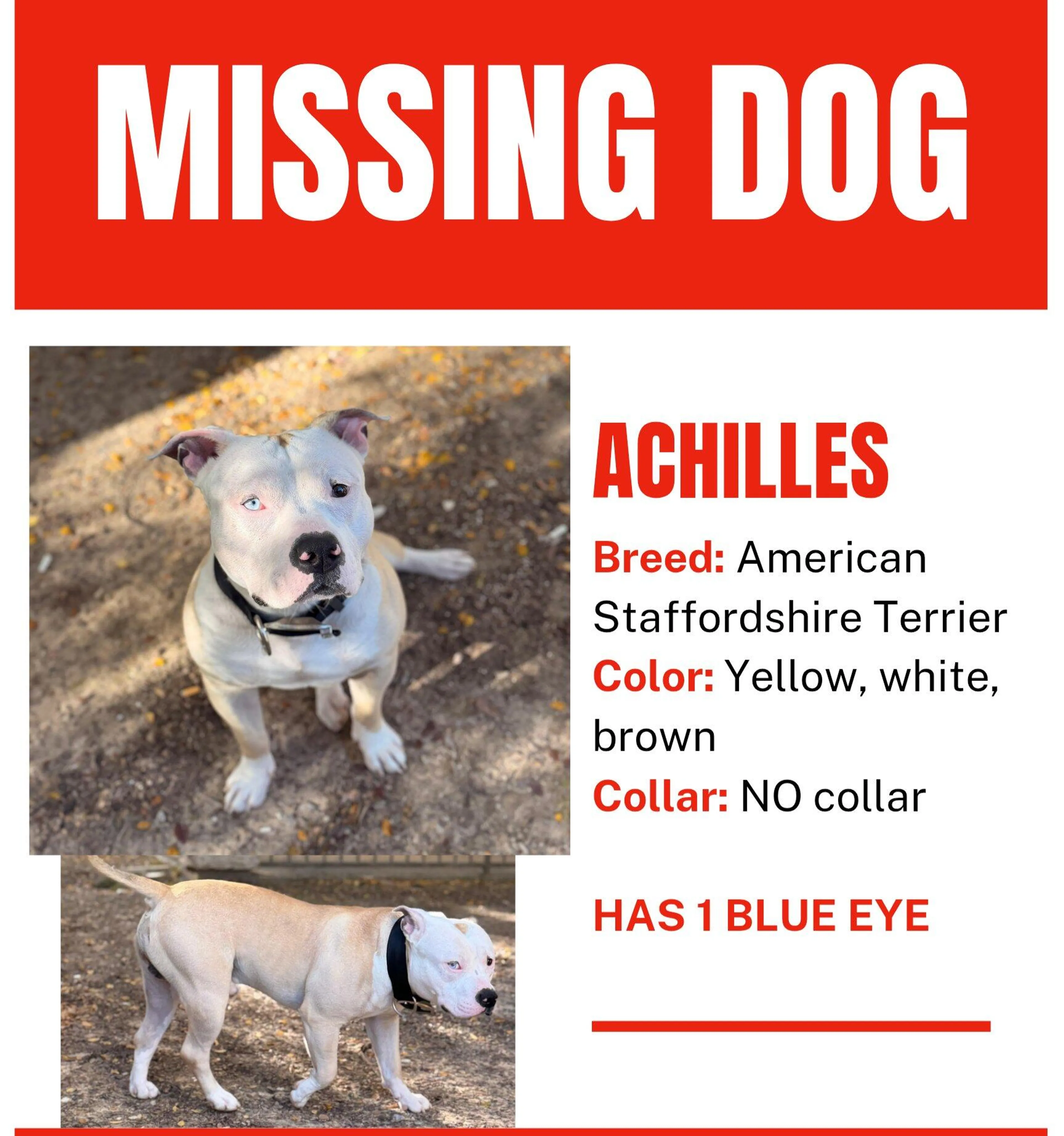Lost pet