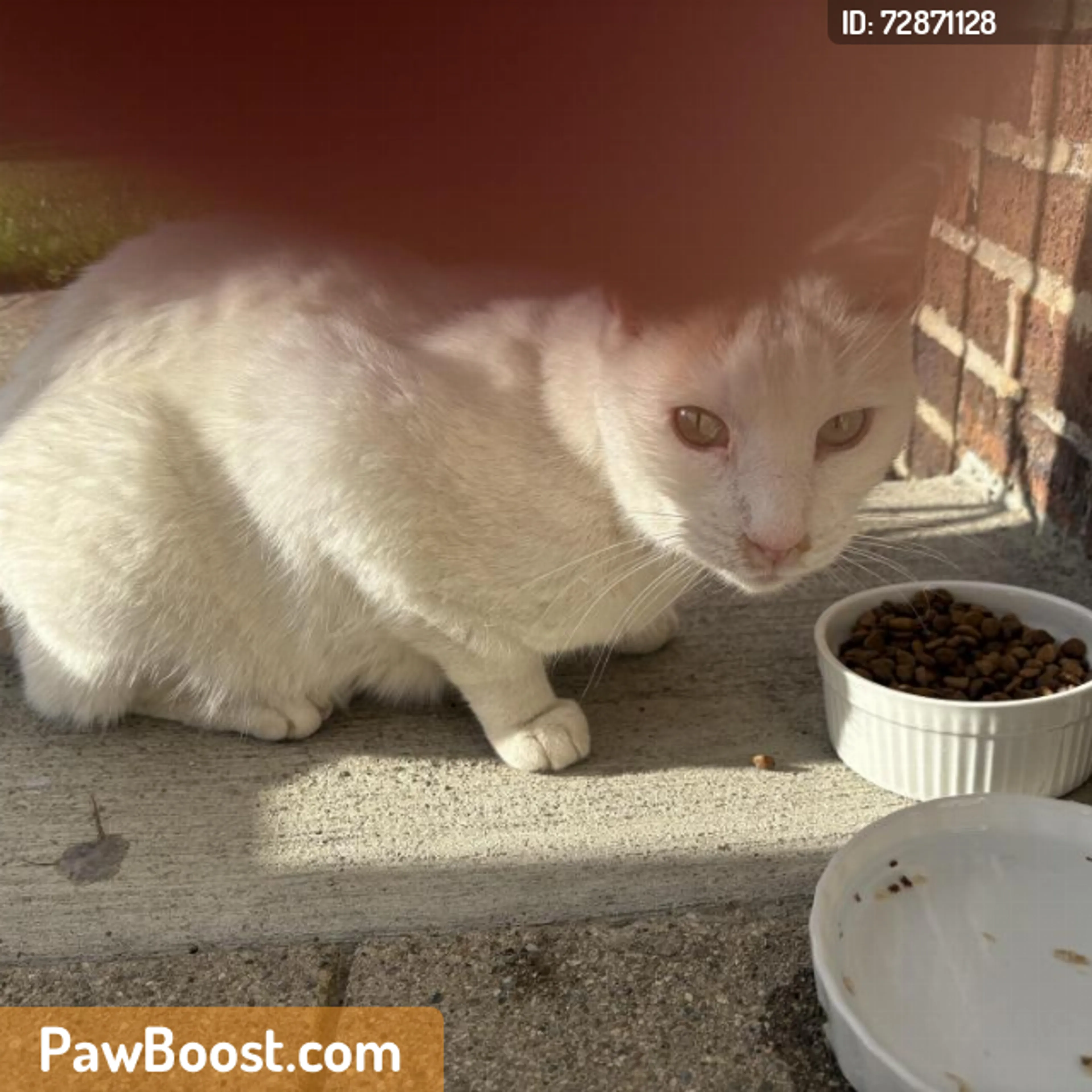 Found pet