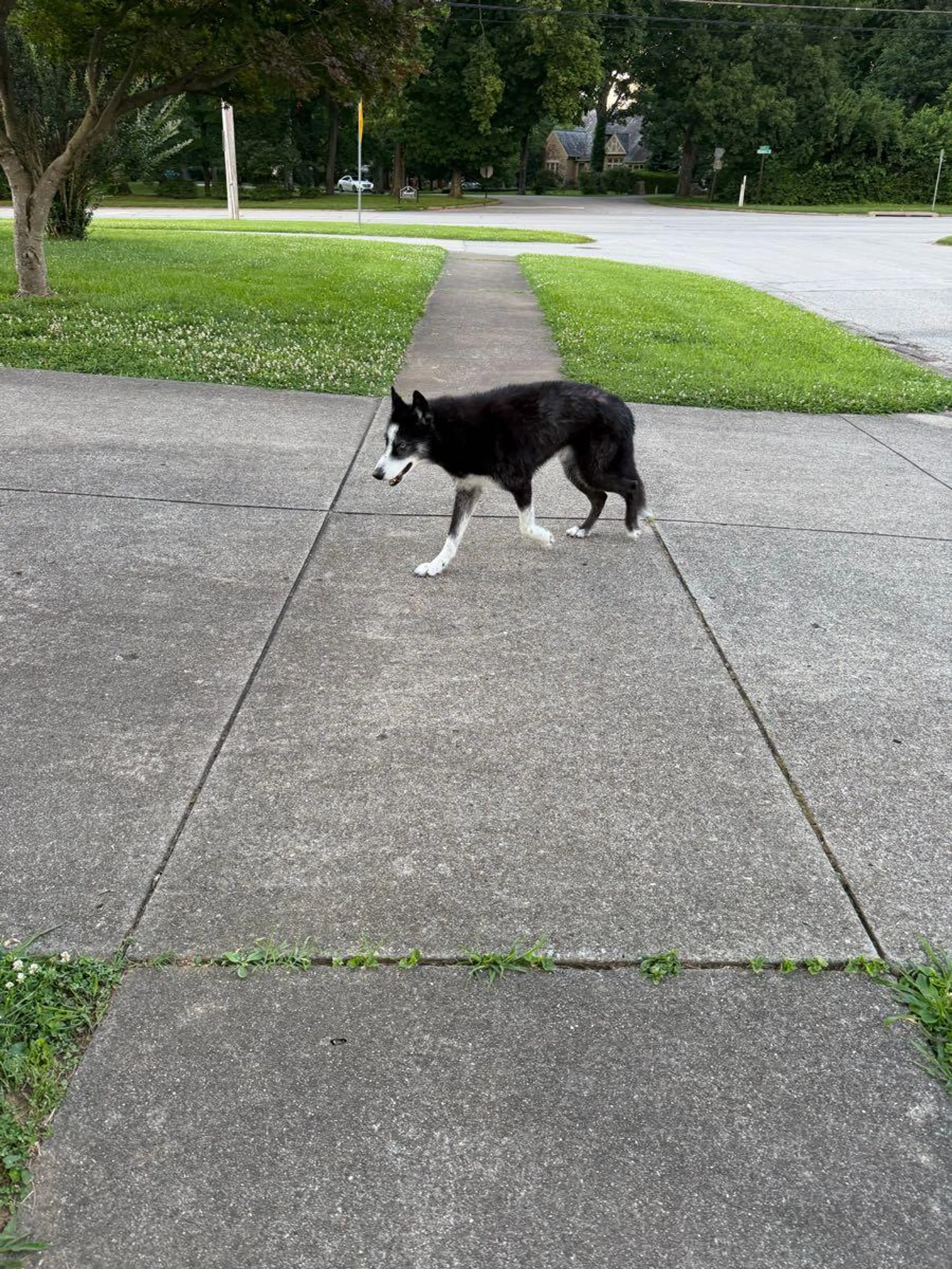 cdn image