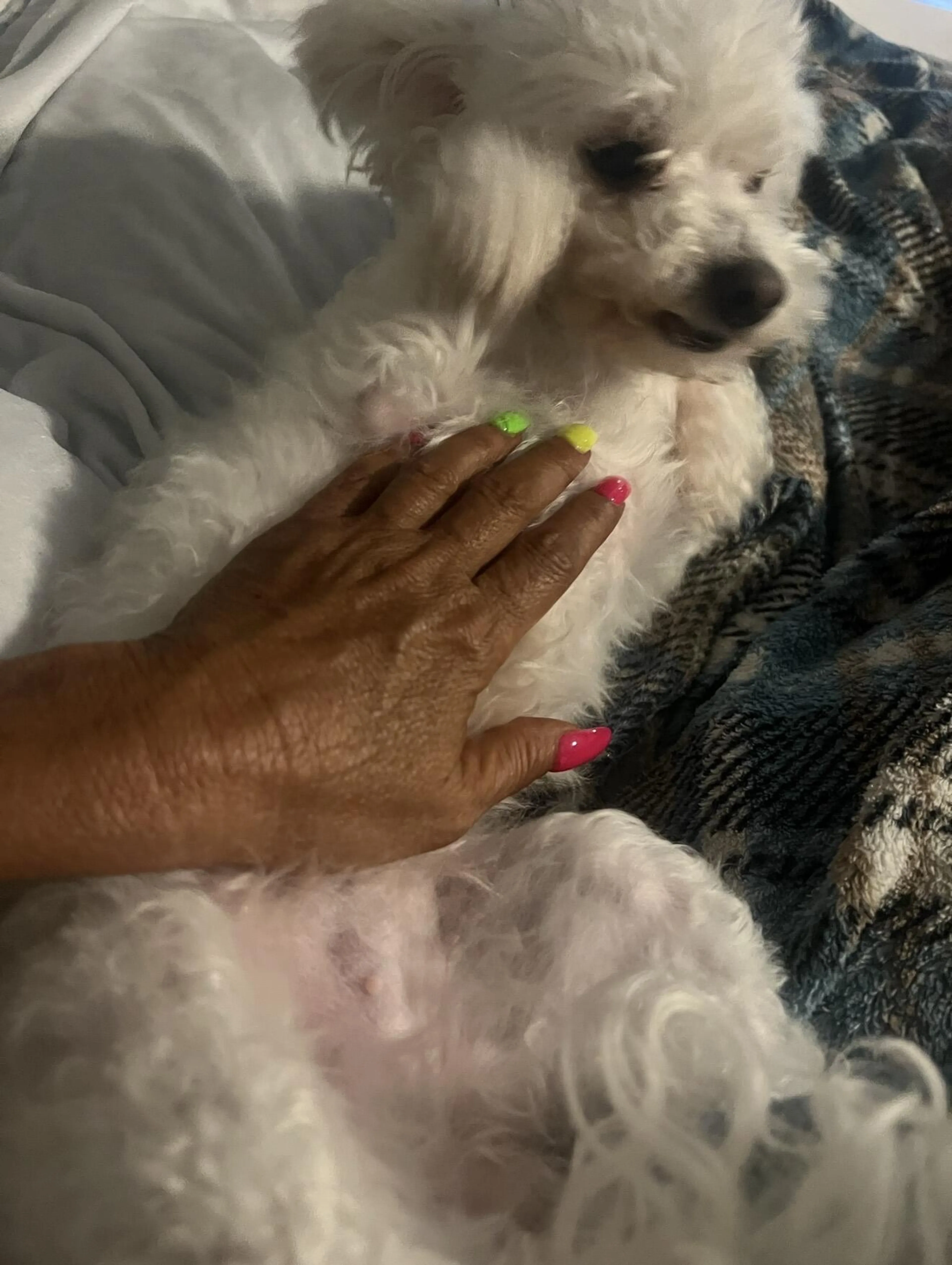 Lost pet
