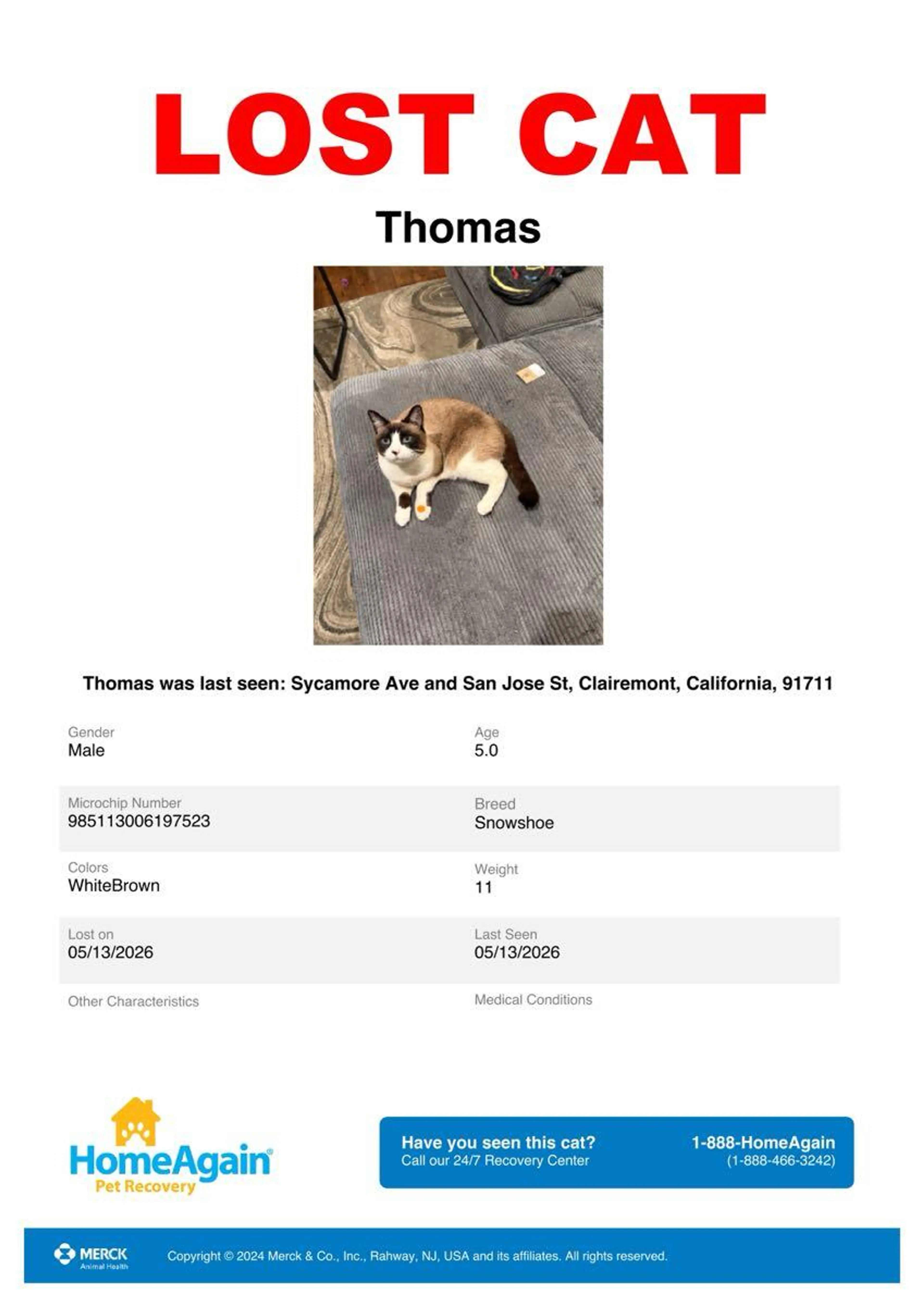 Lost pet