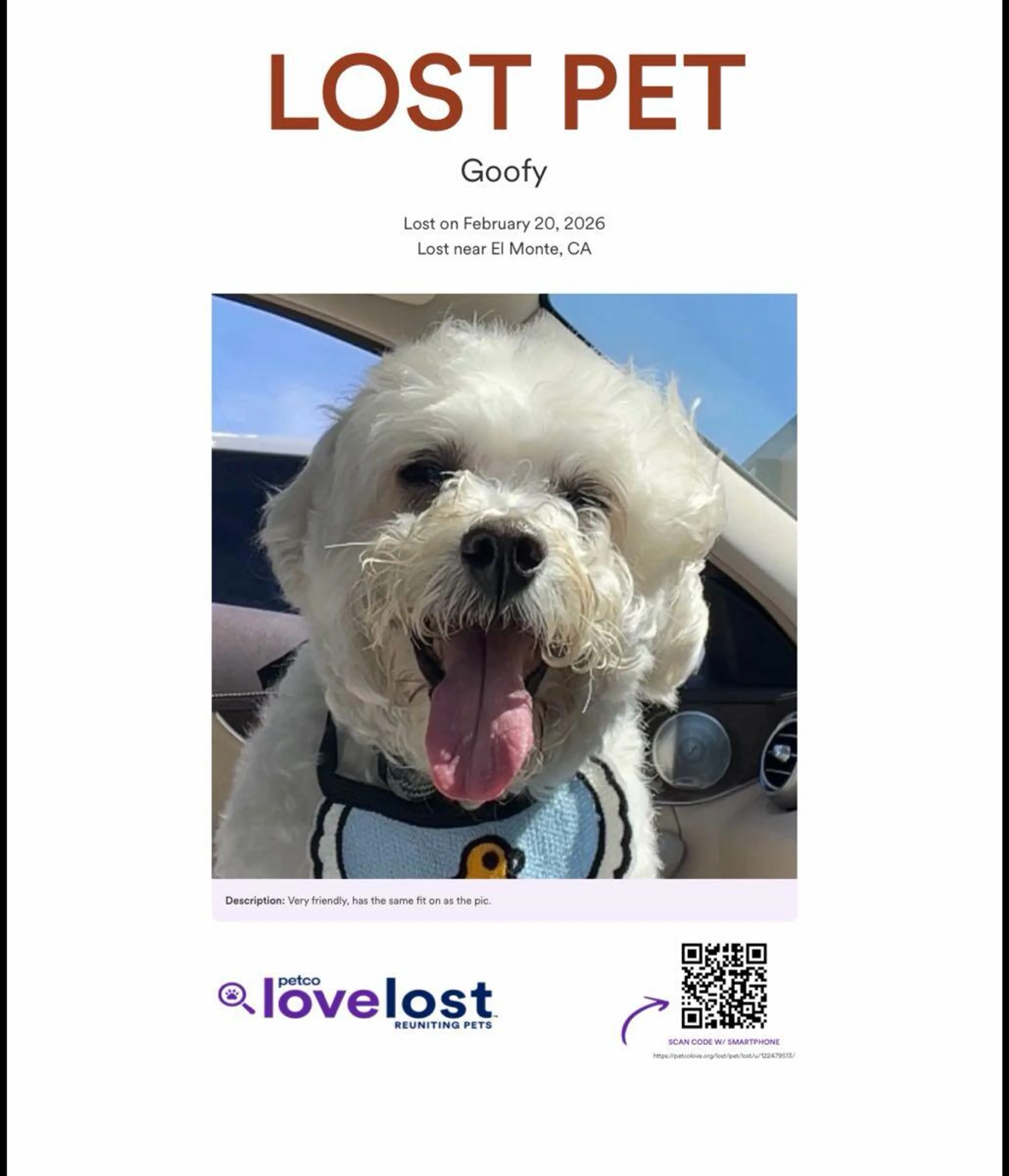 Lost pet