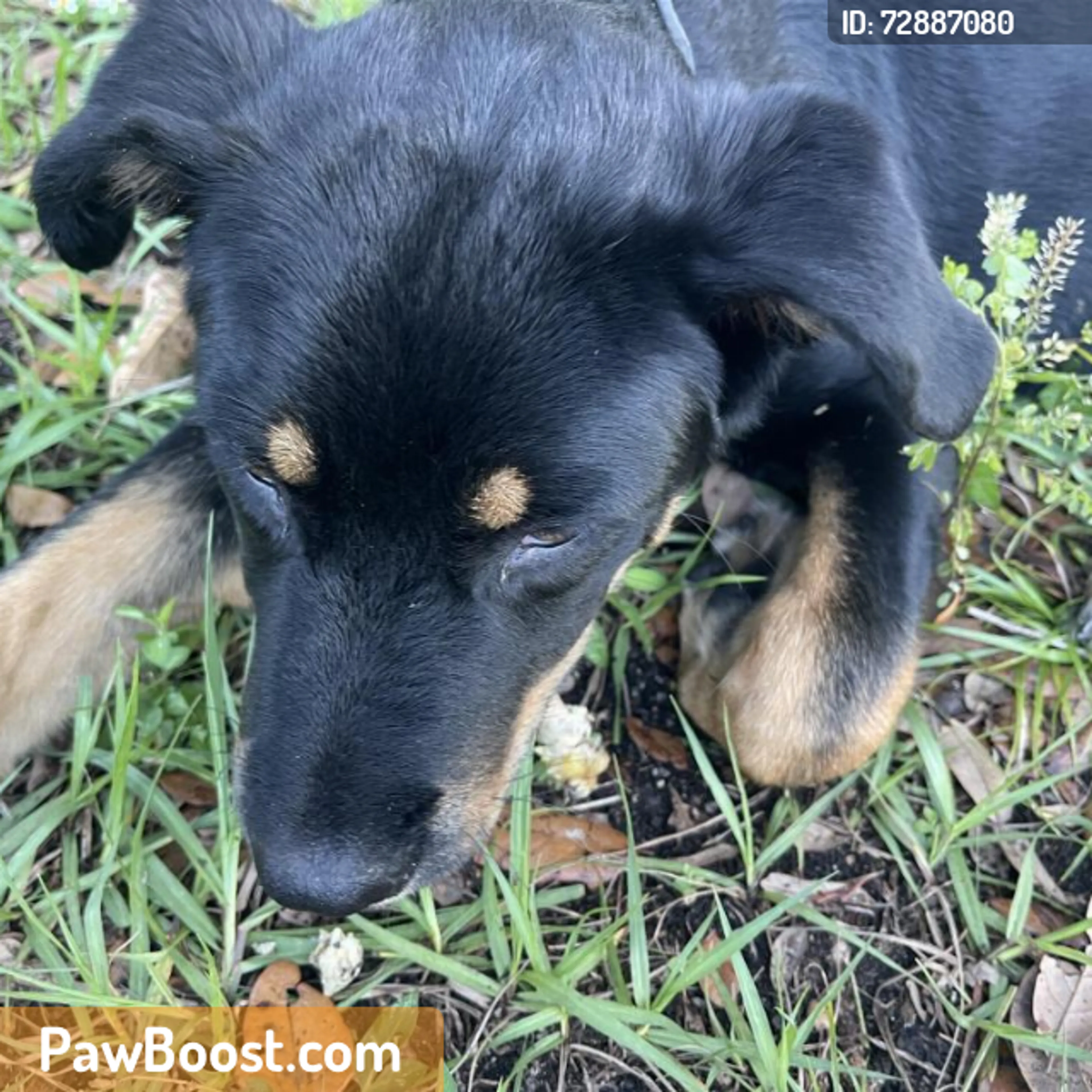 Found pet