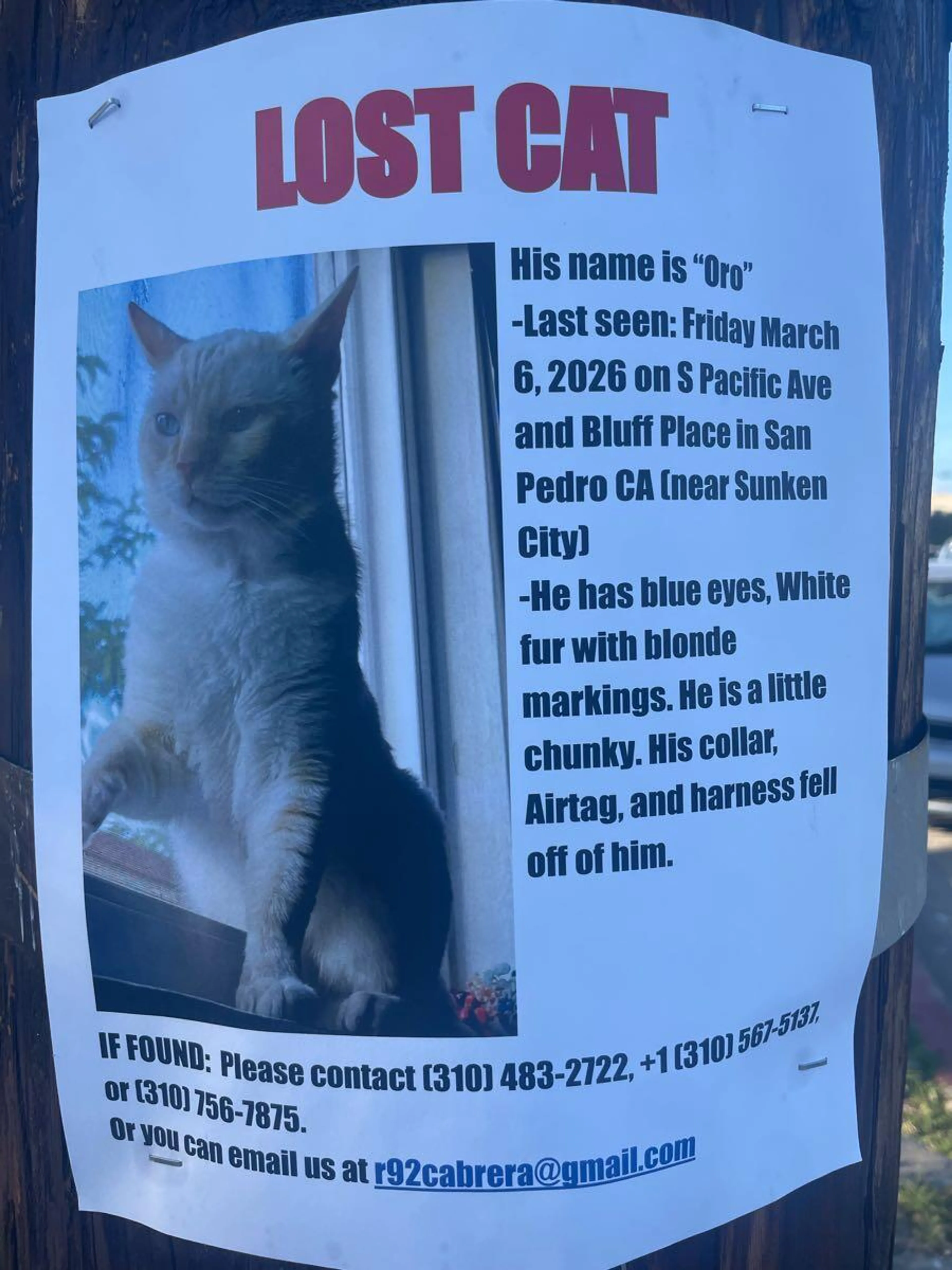 Lost pet