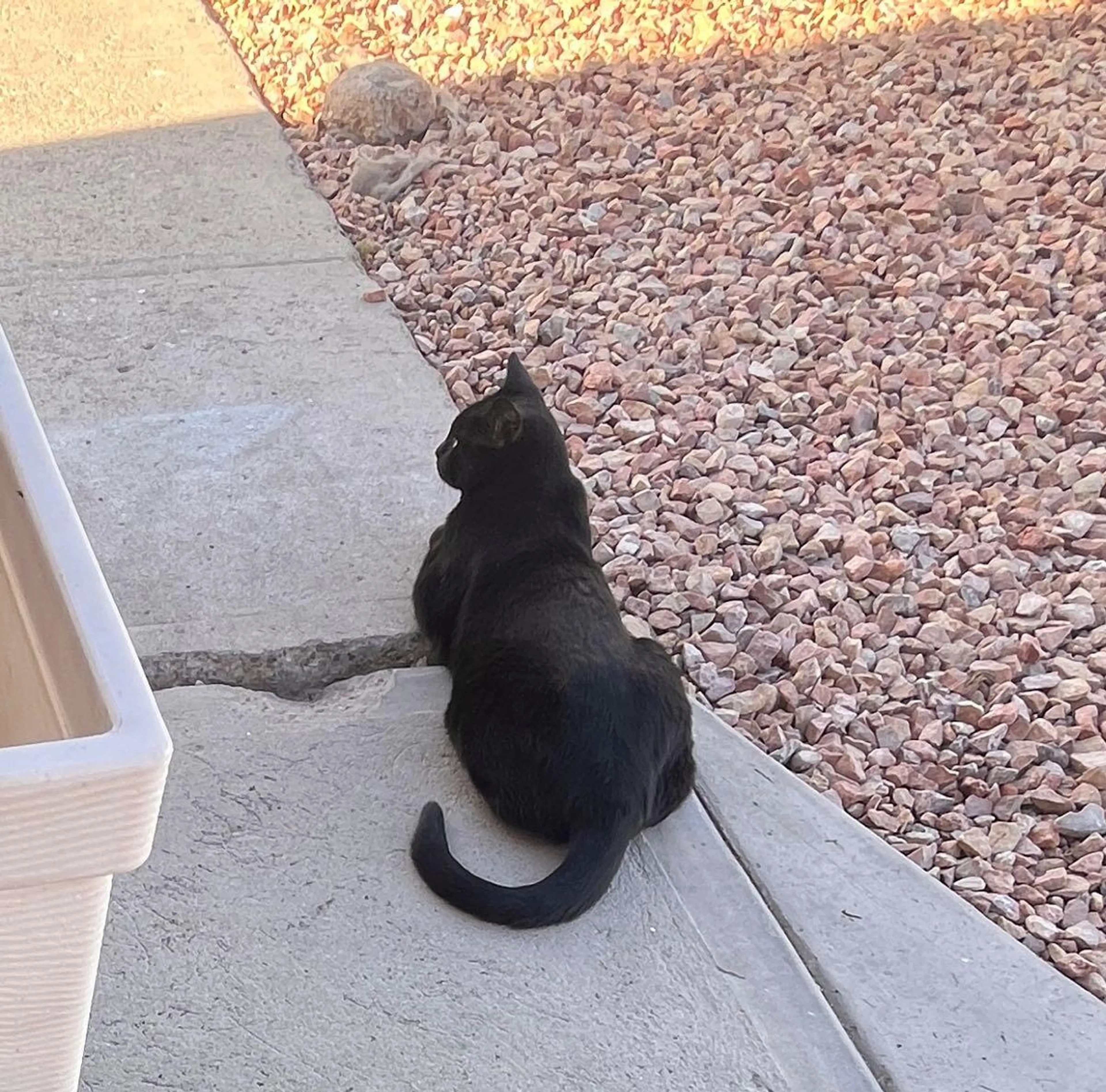 Lost pet