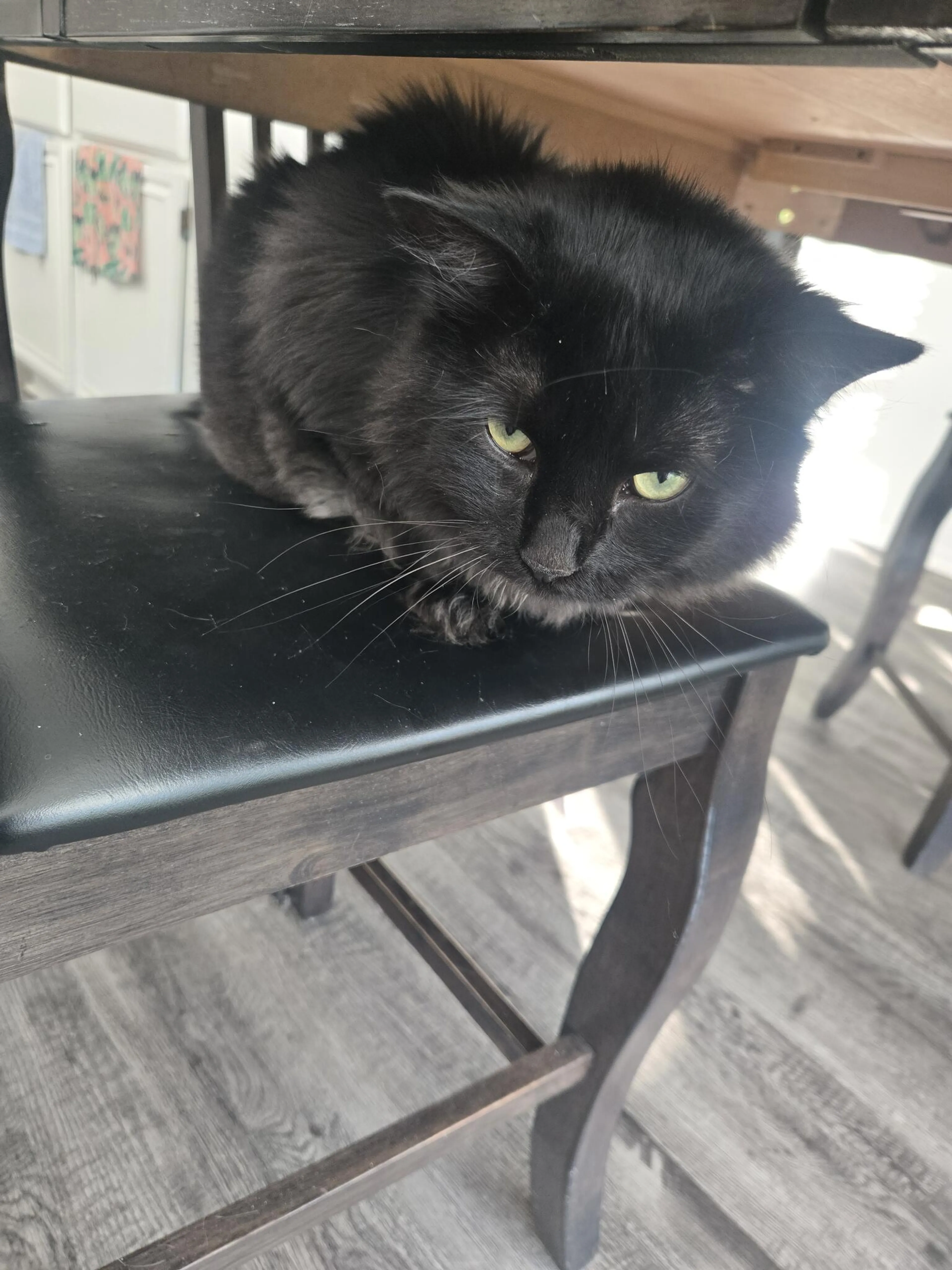 Lost pet