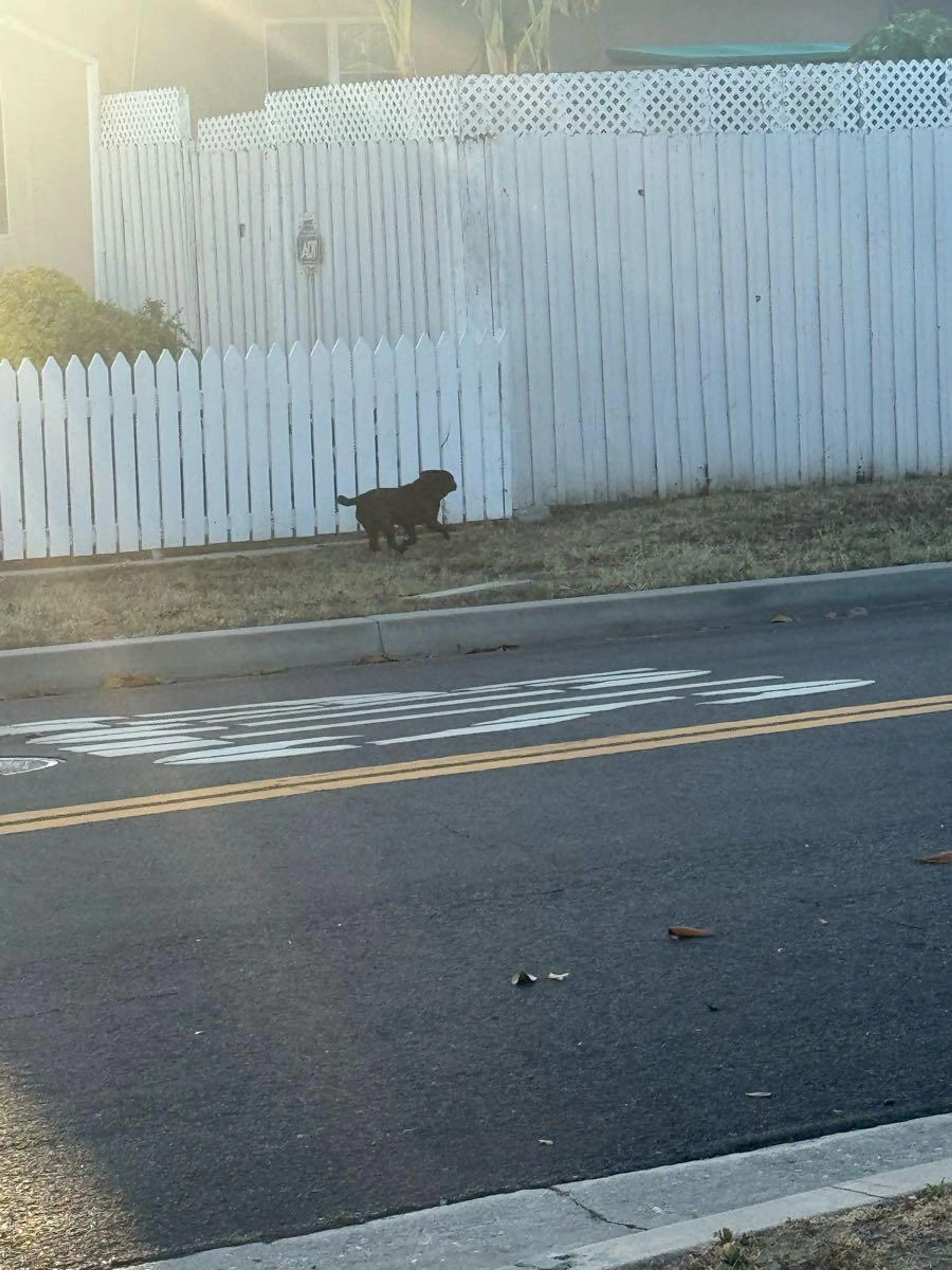 Found pet