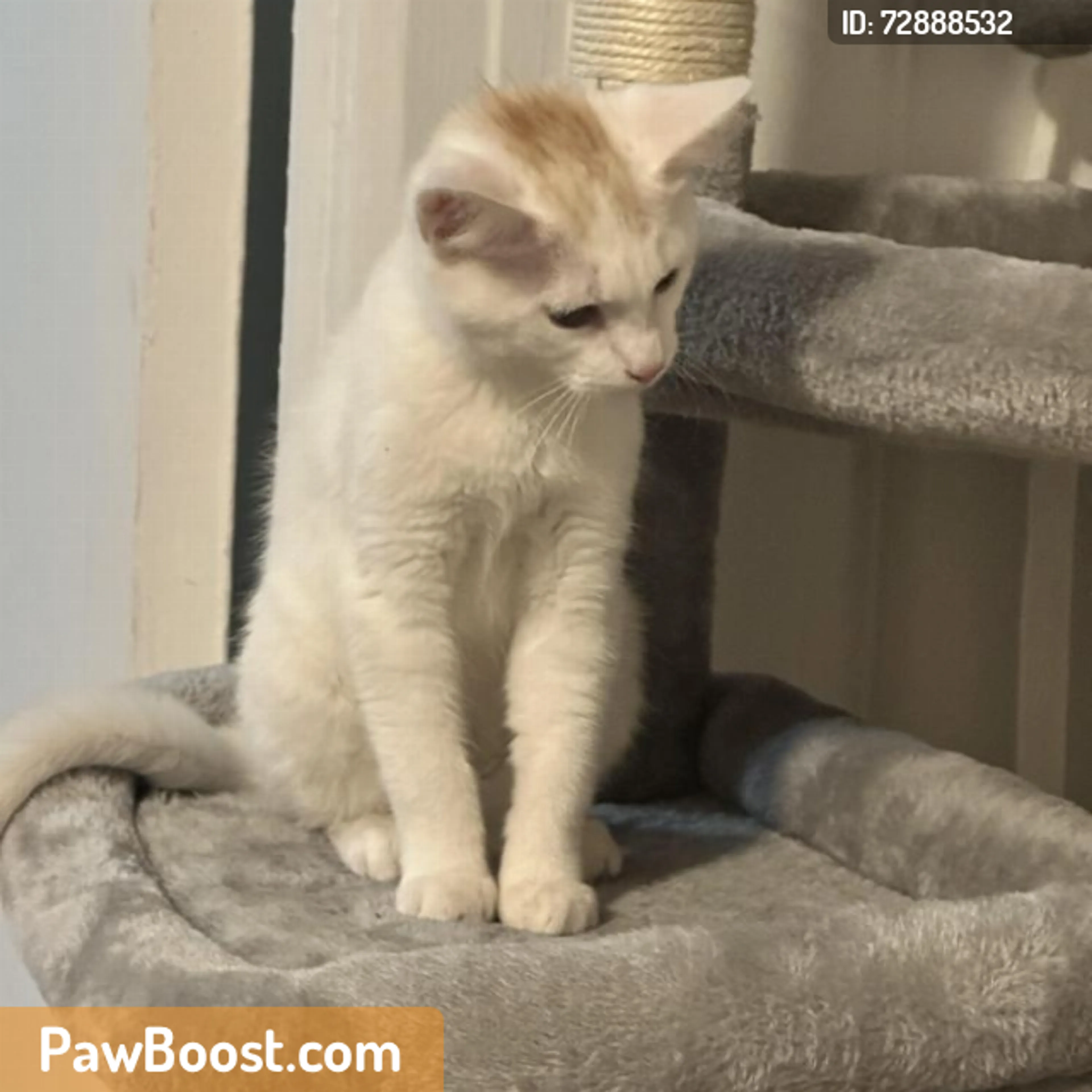 Found pet