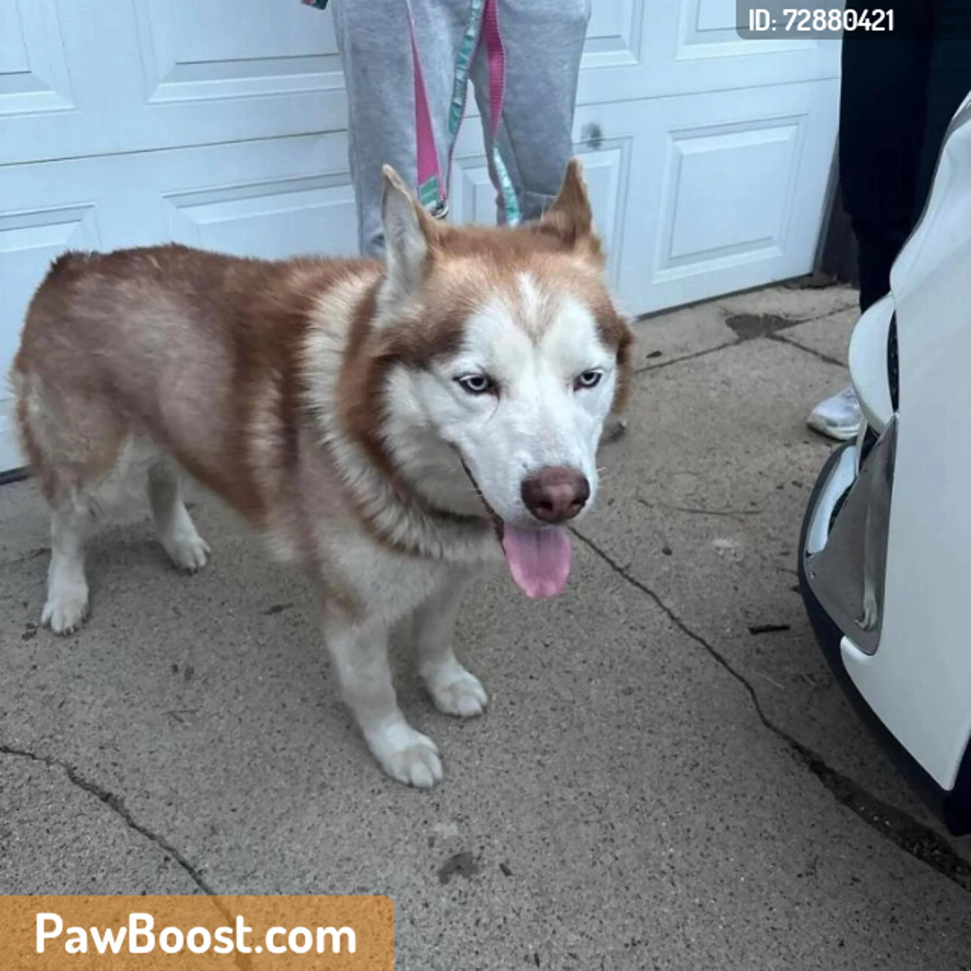 Found pet