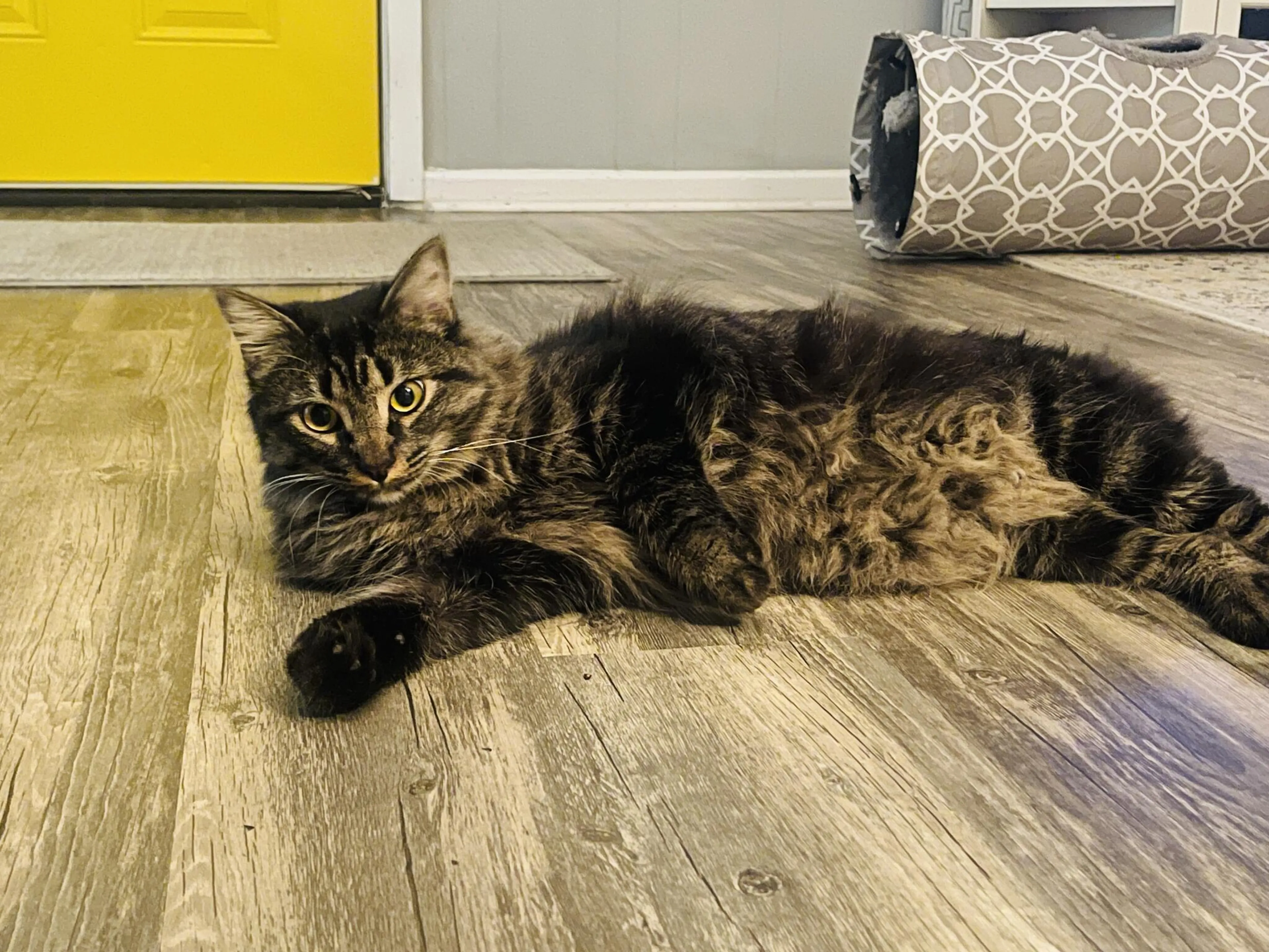 Lost pet