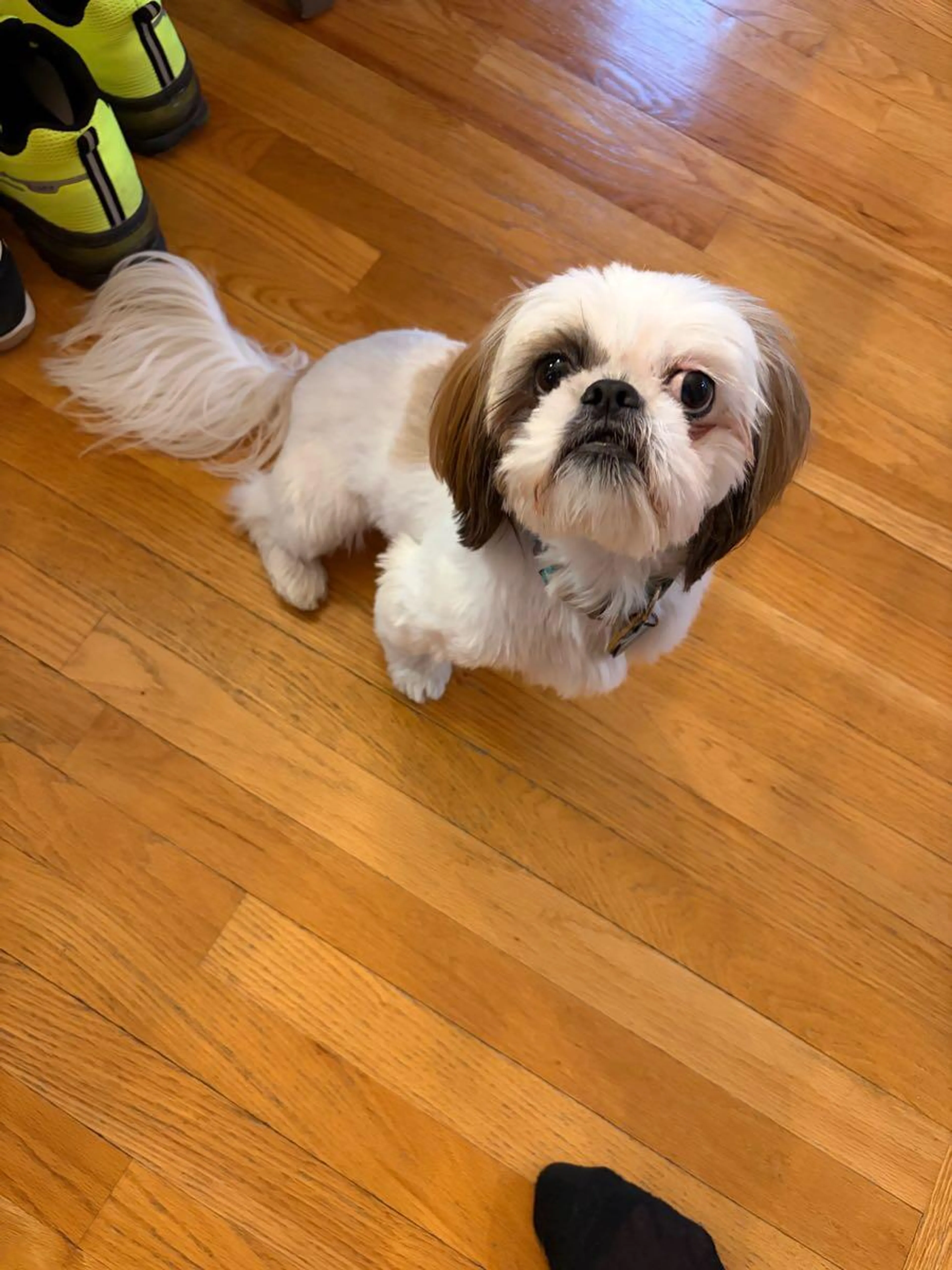 Lost pet