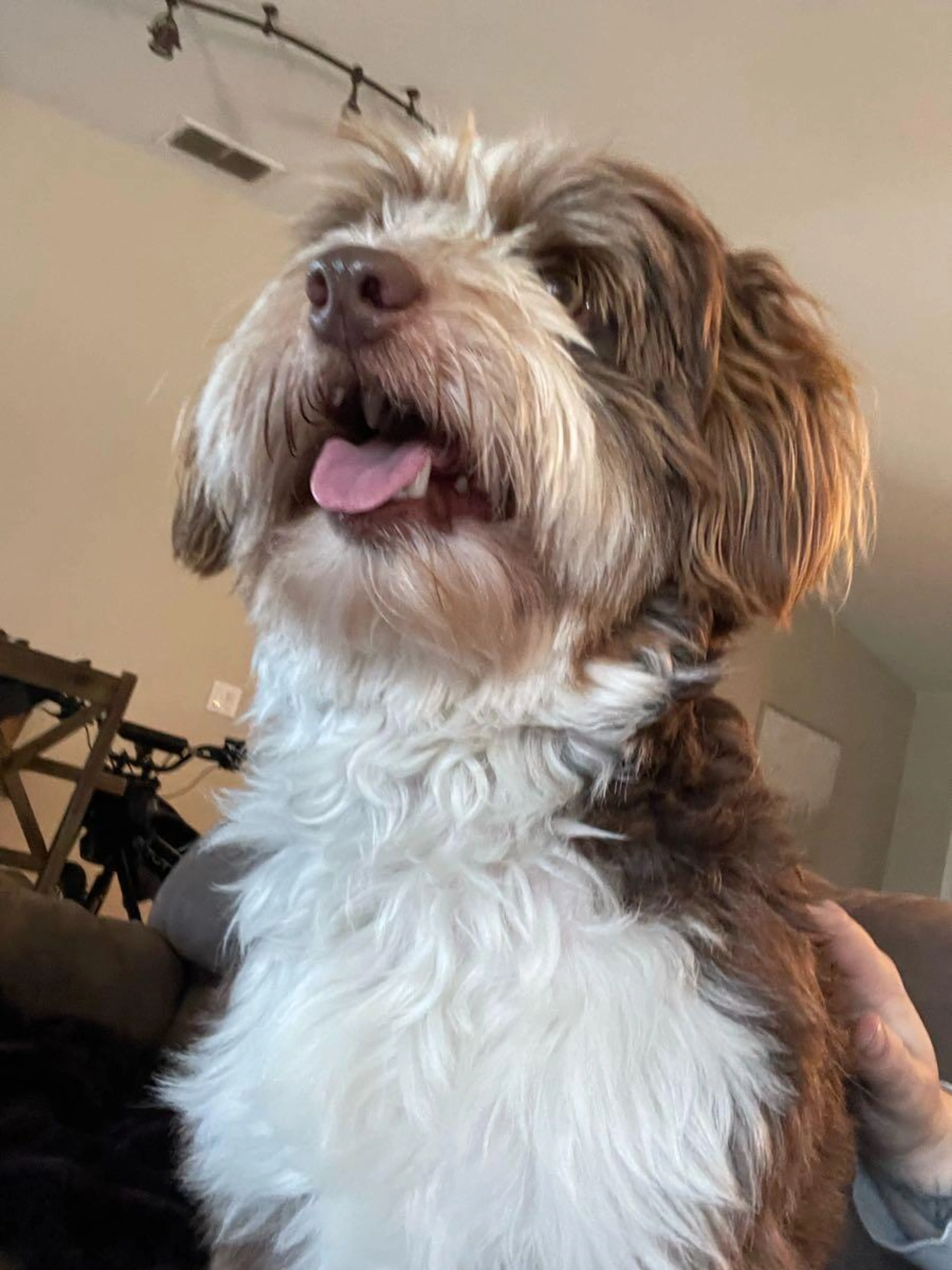 Found pet