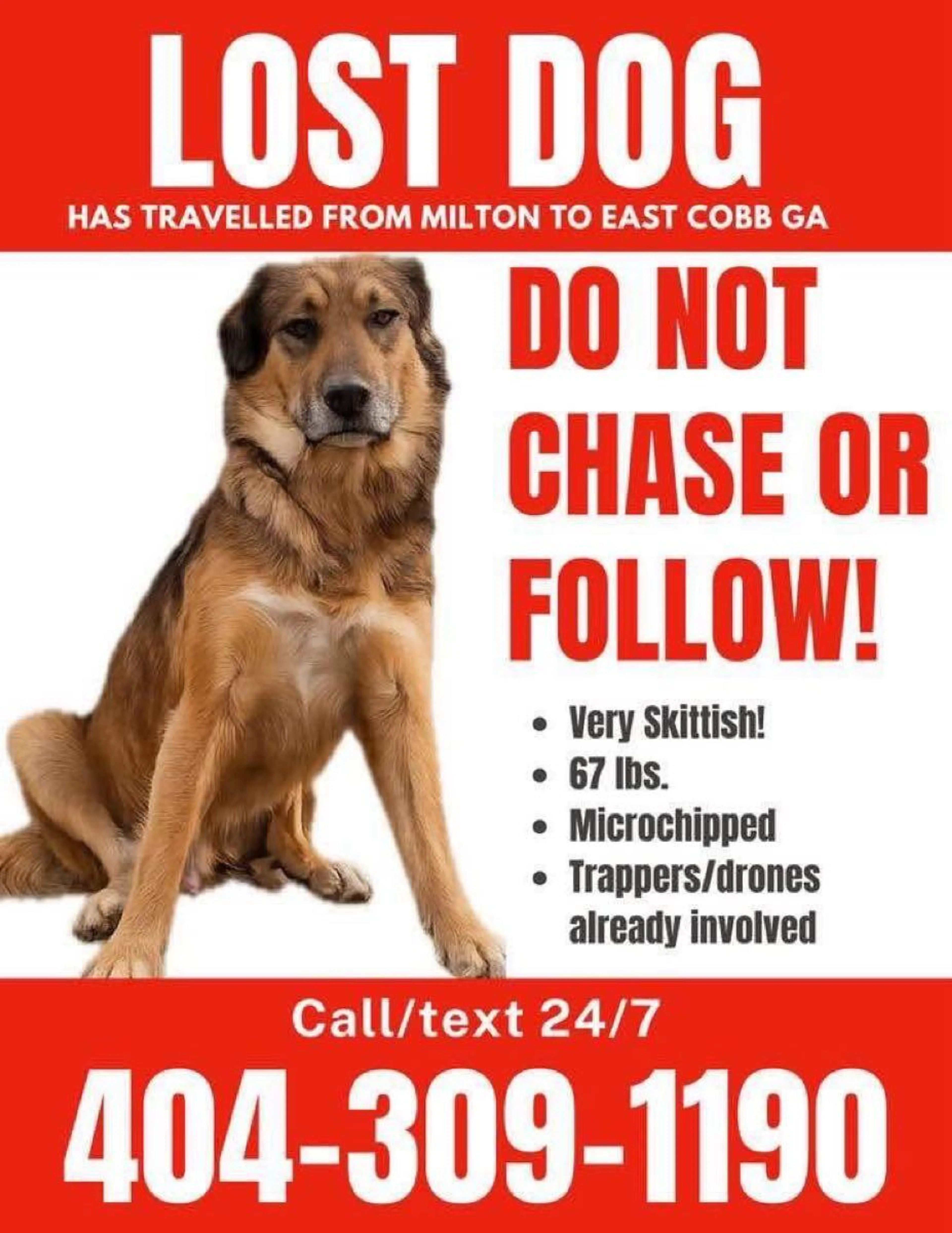 Lost pet