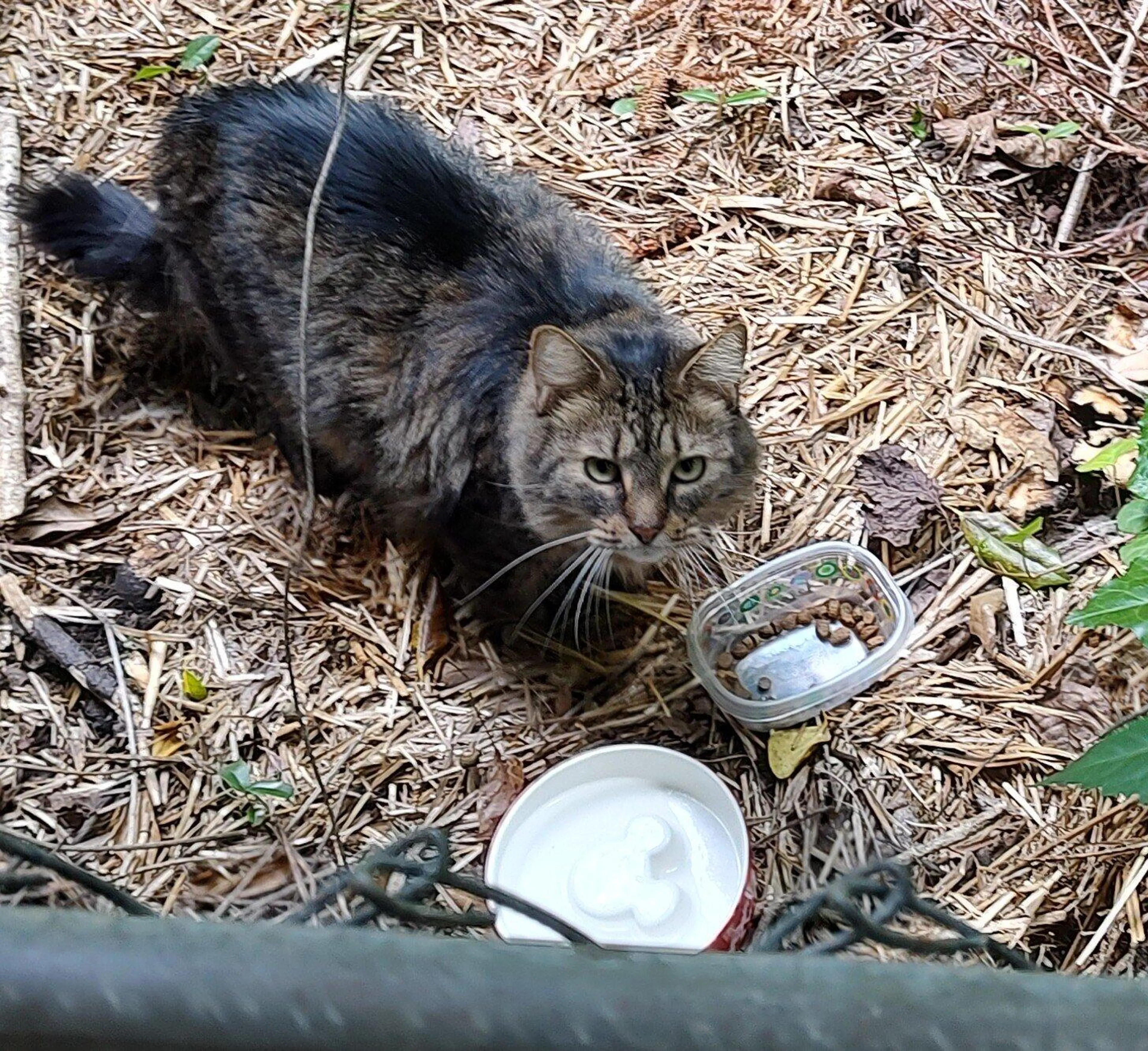 Found pet
