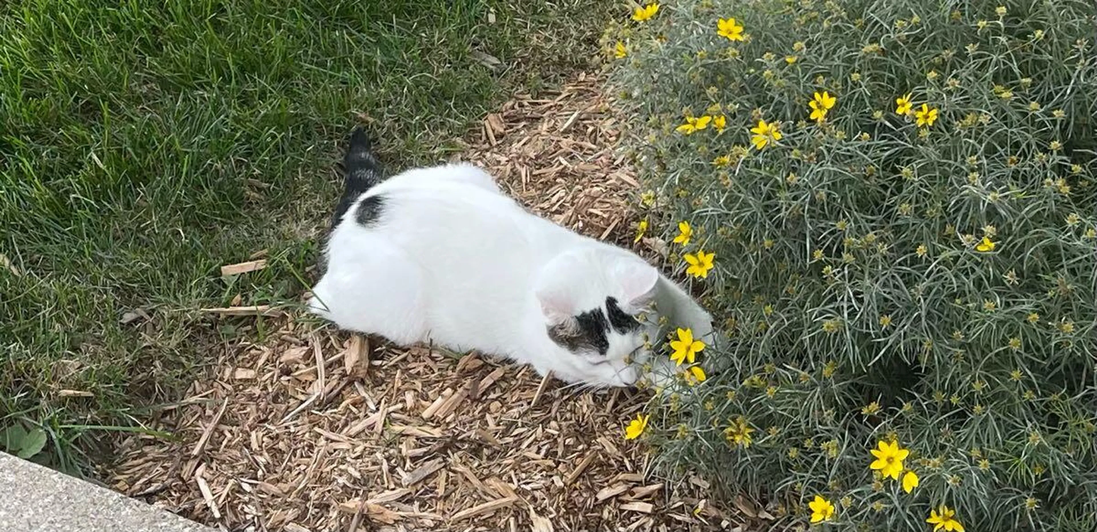 Lost pet
