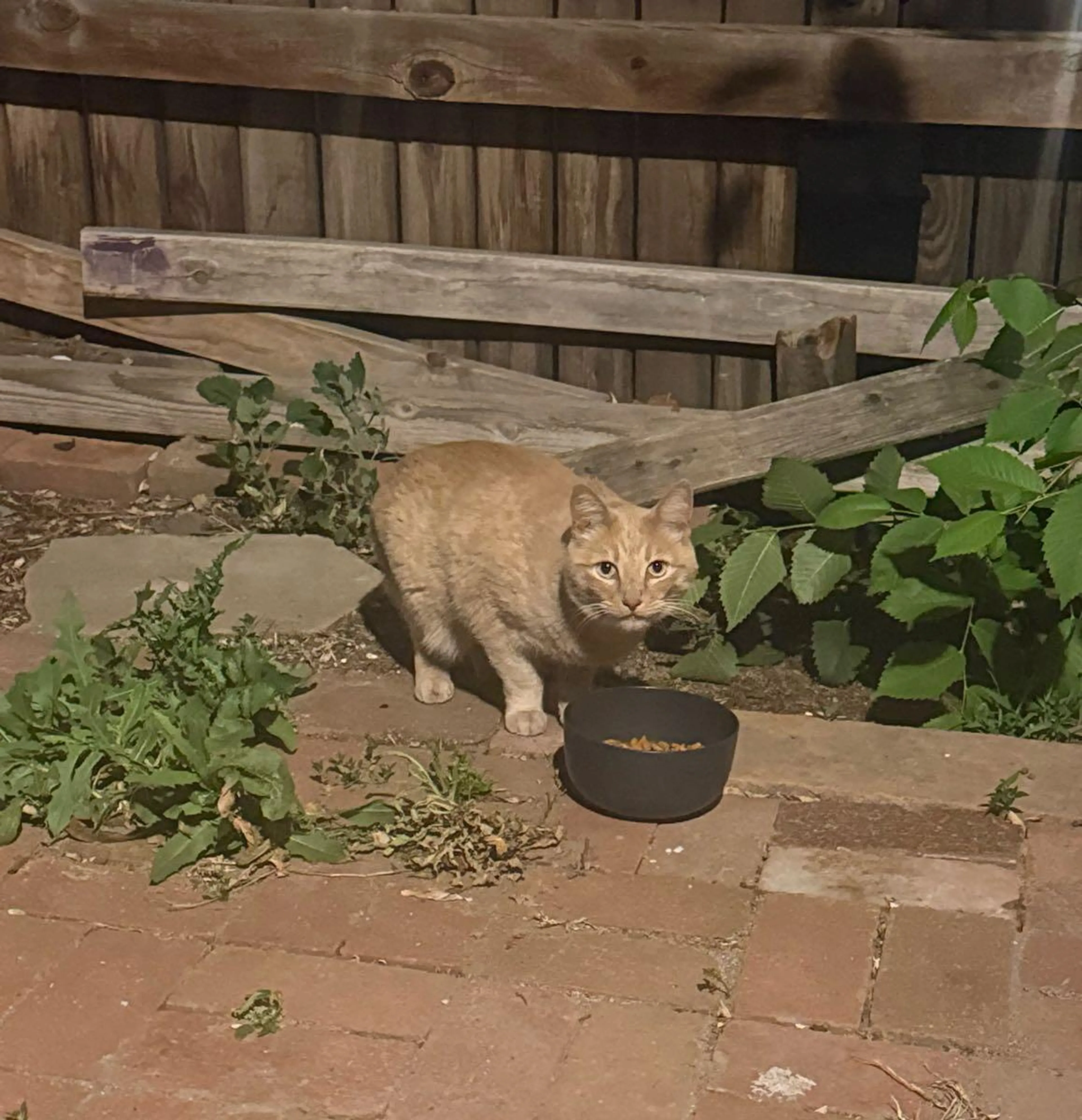 Found pet
