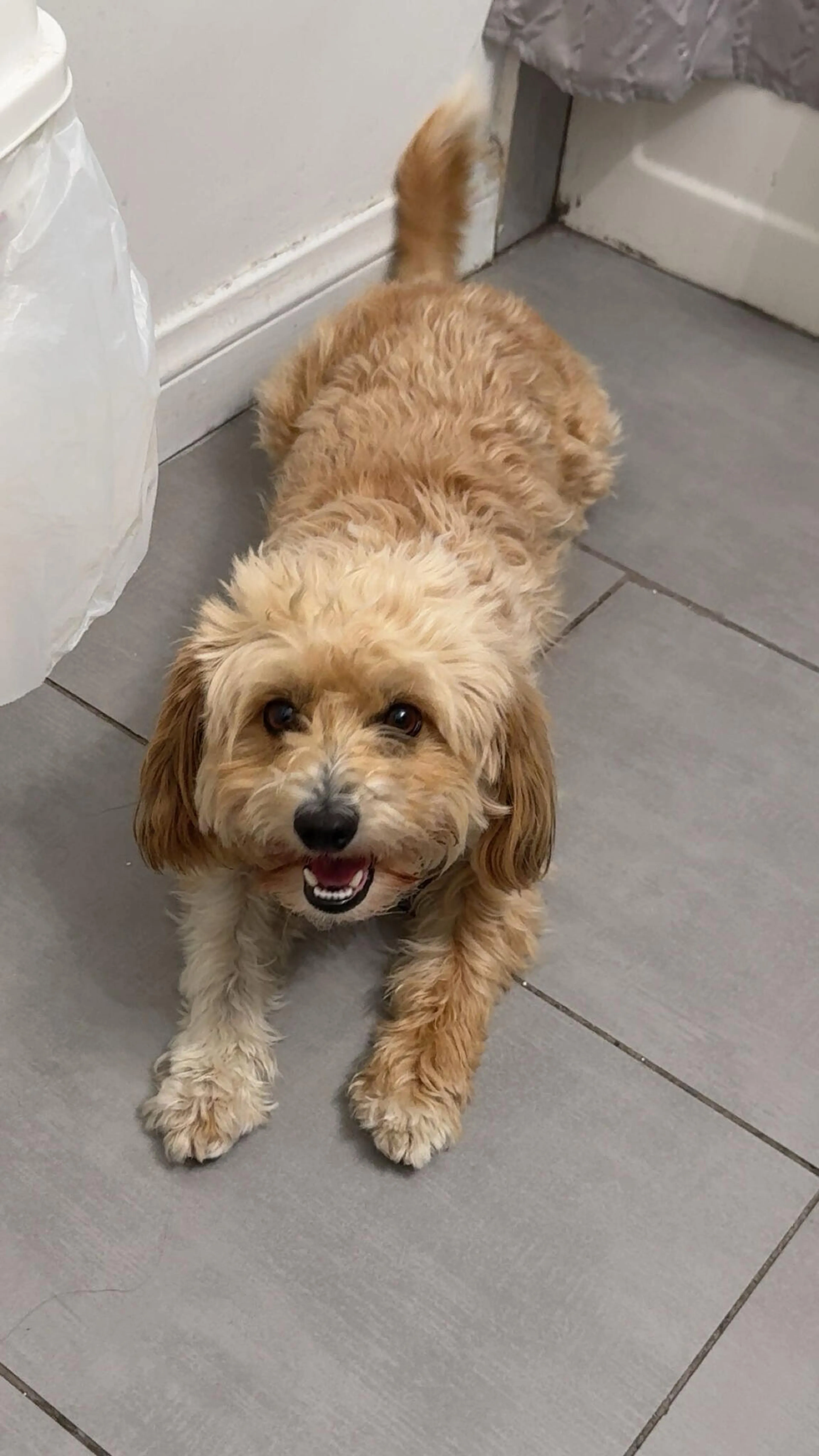 Lost pet
