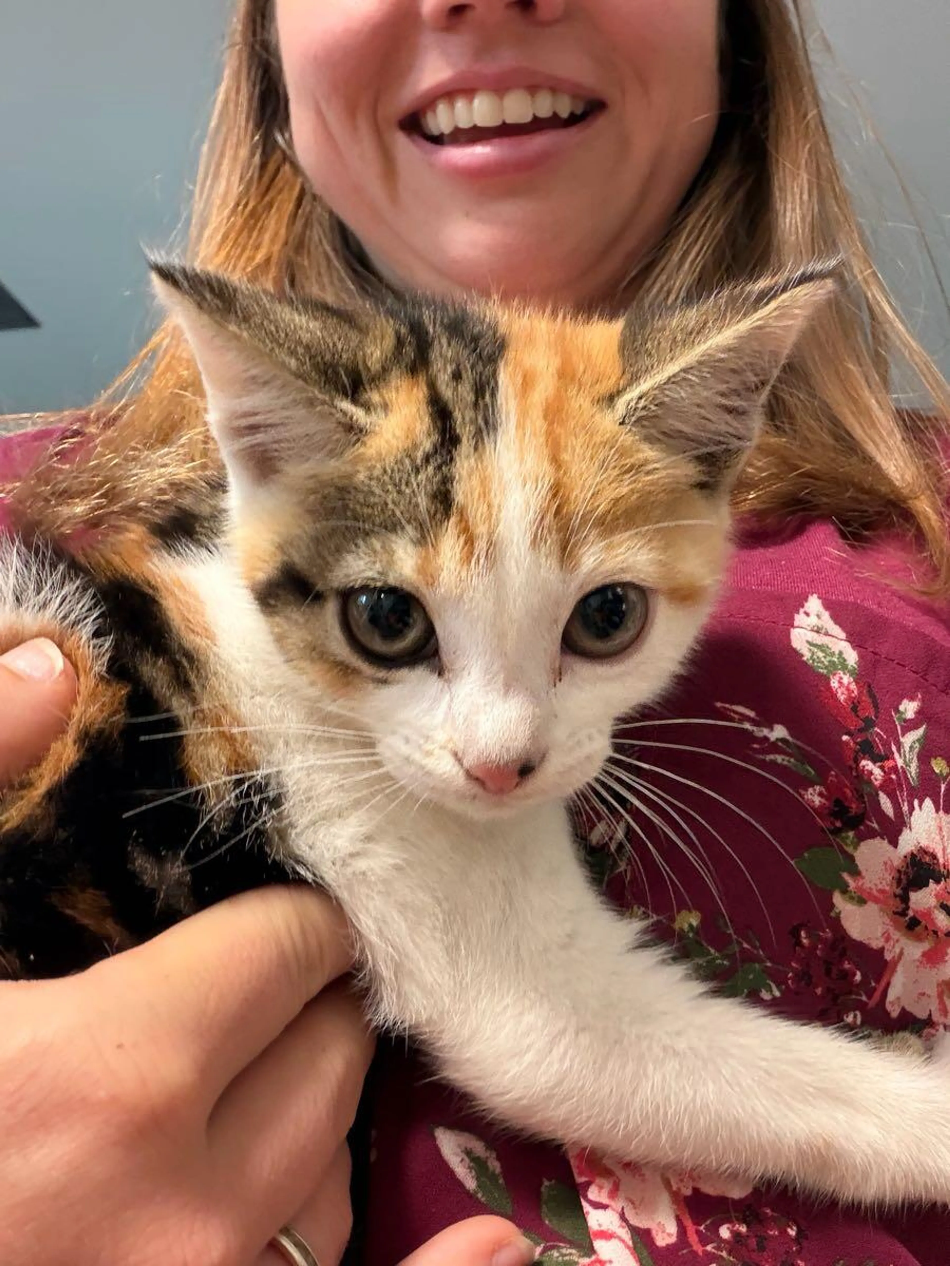 Found pet