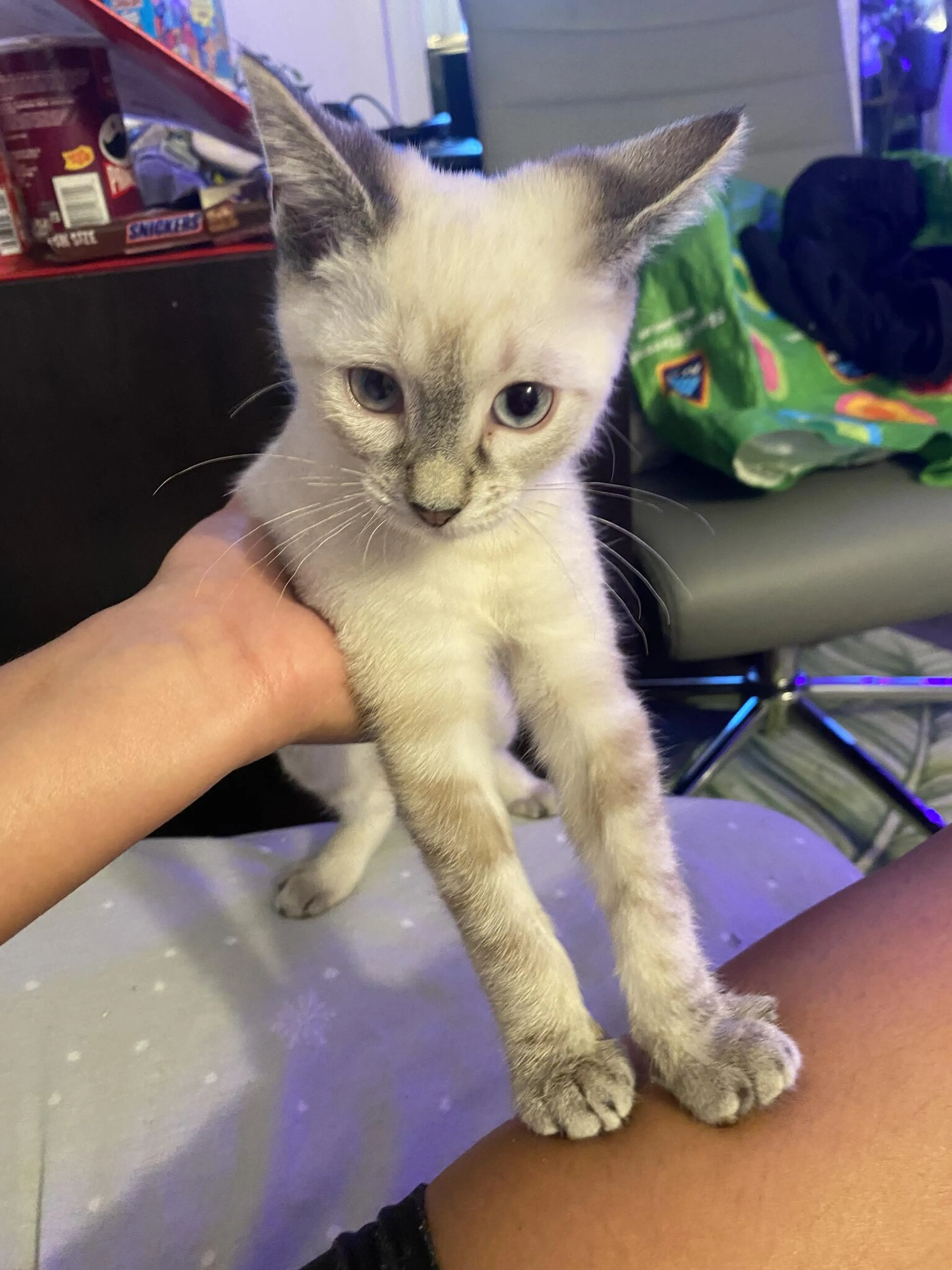 Lost pet