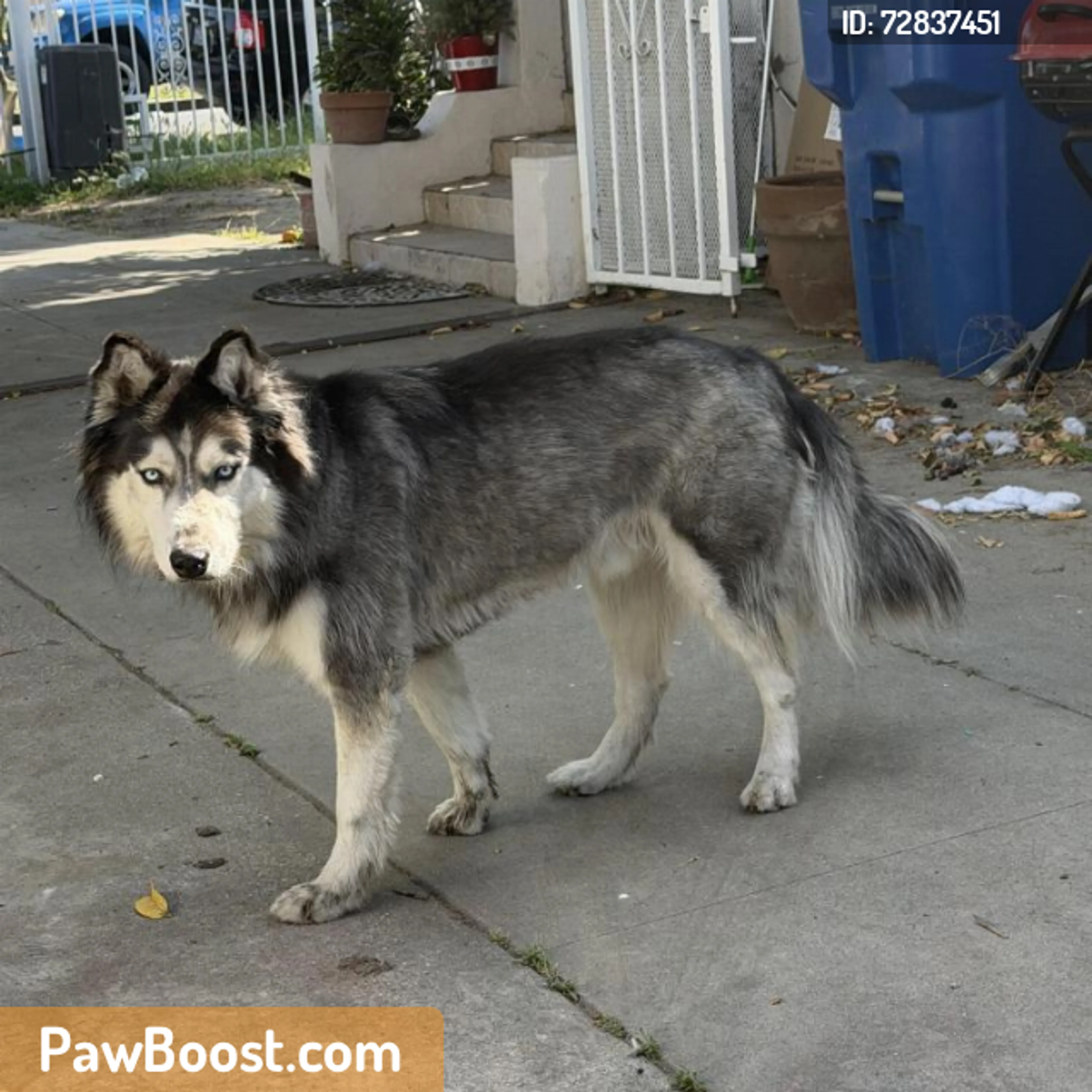 Found pet