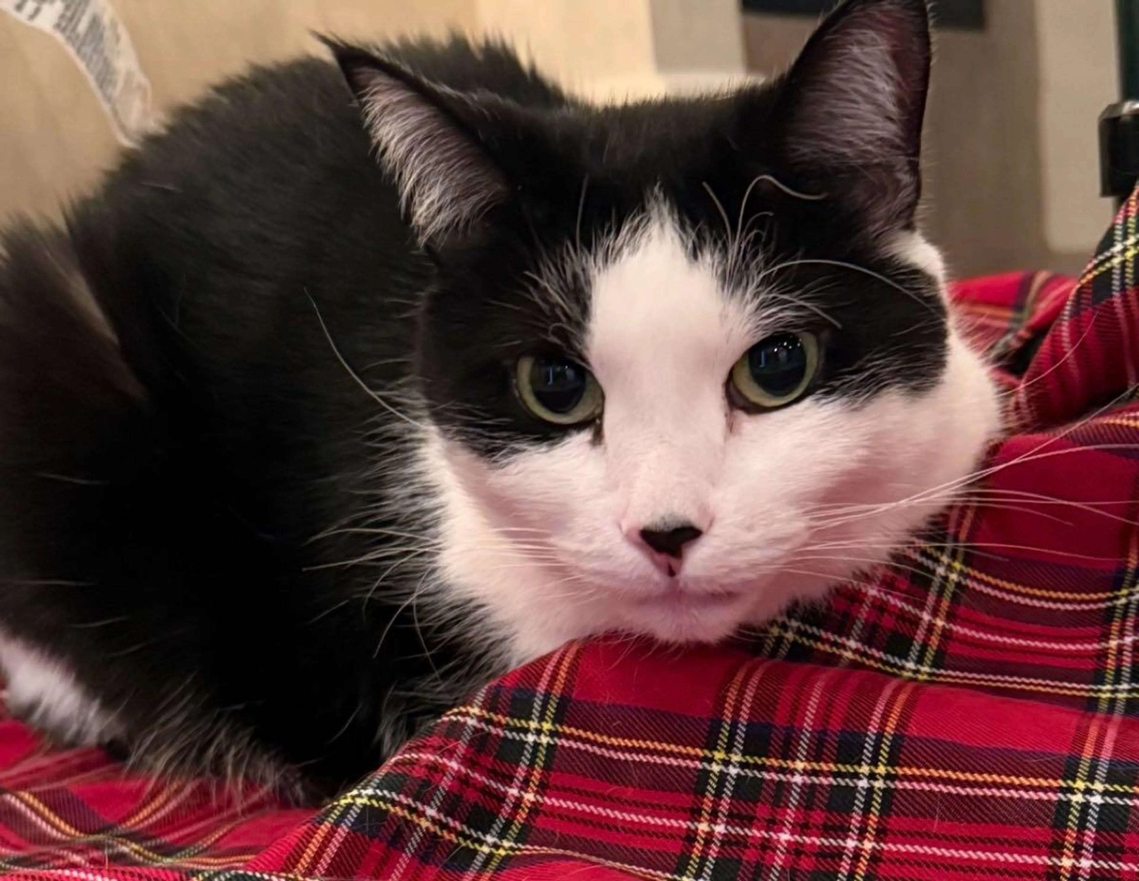Lost pet
