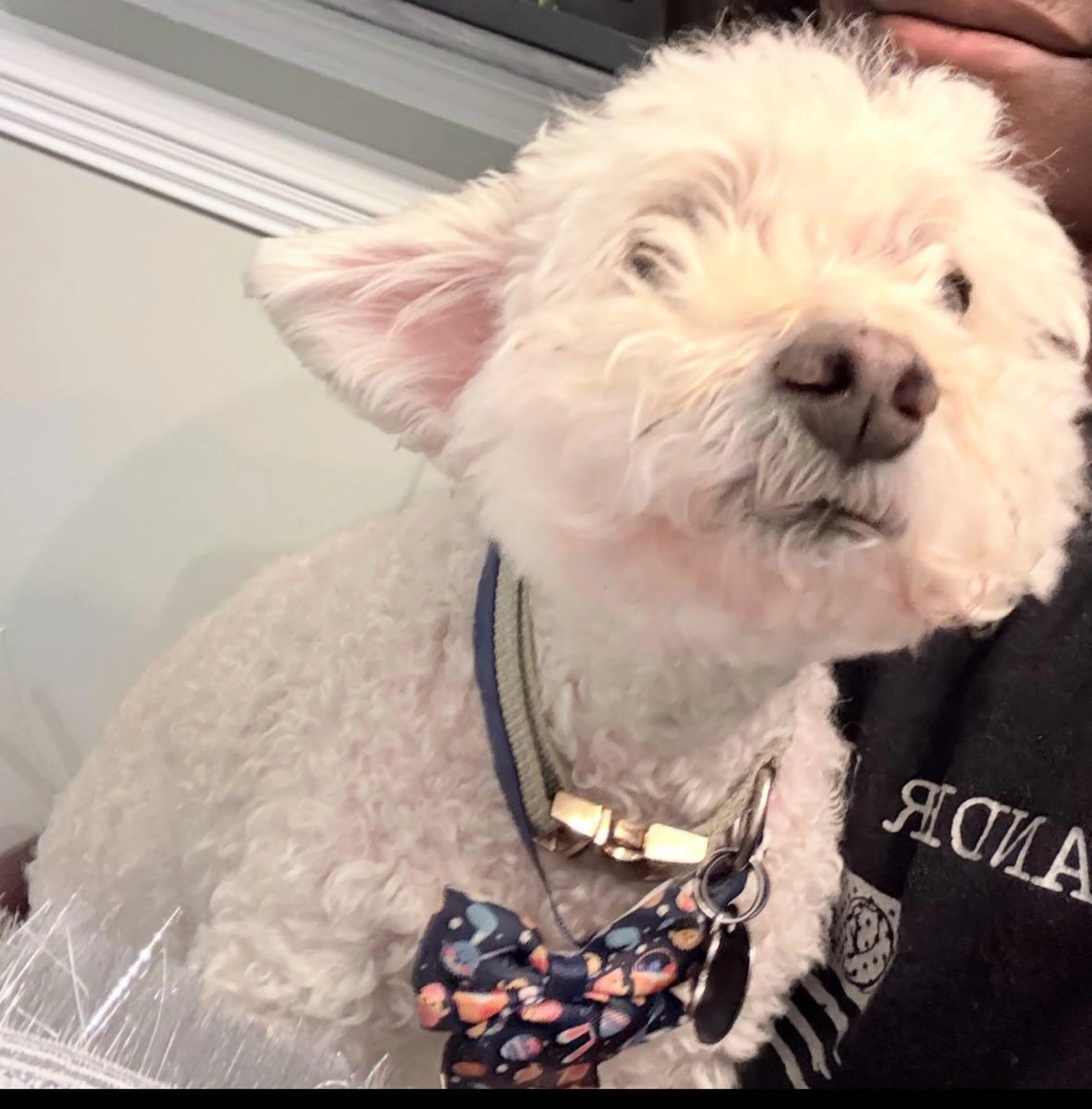 Lost pet