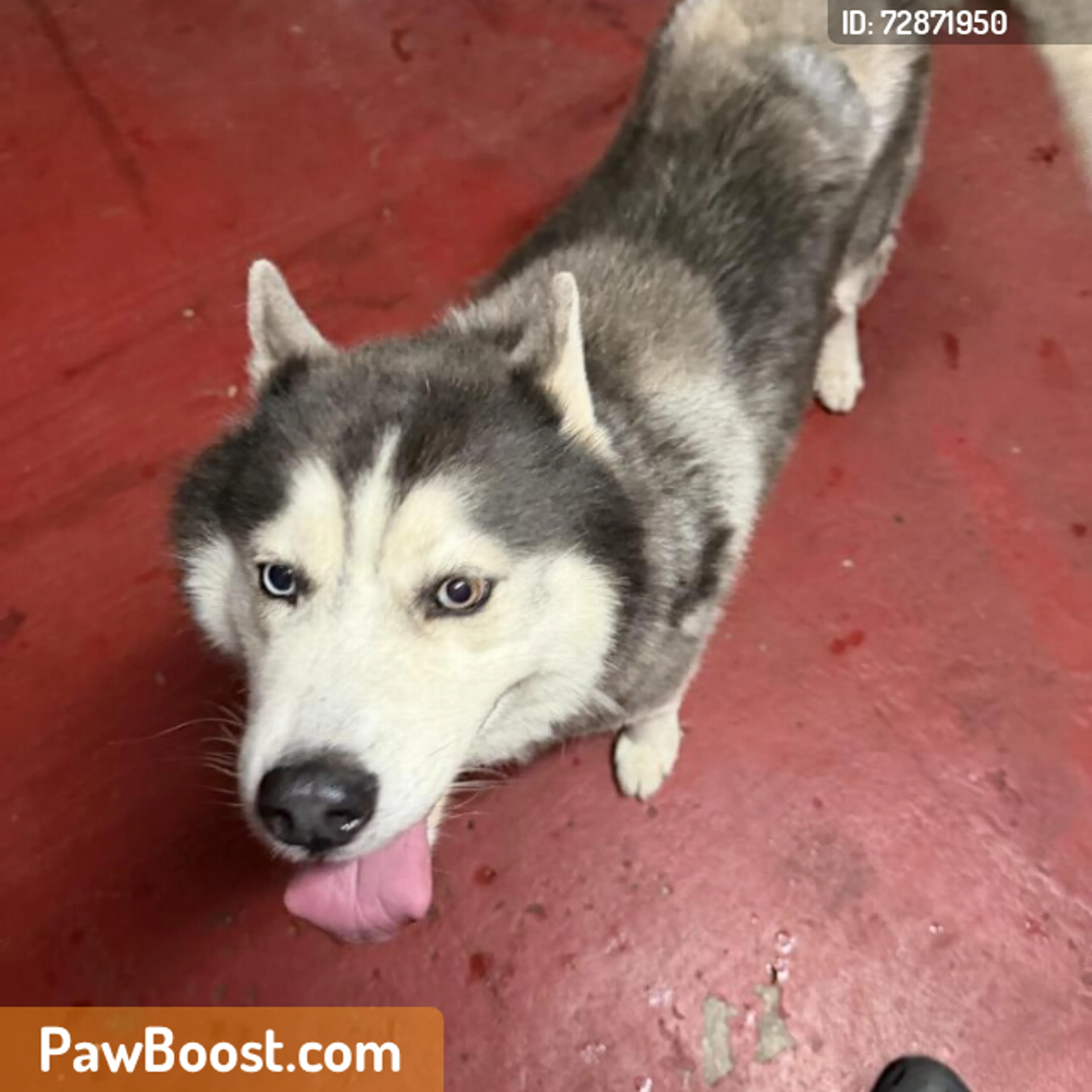 Found pet