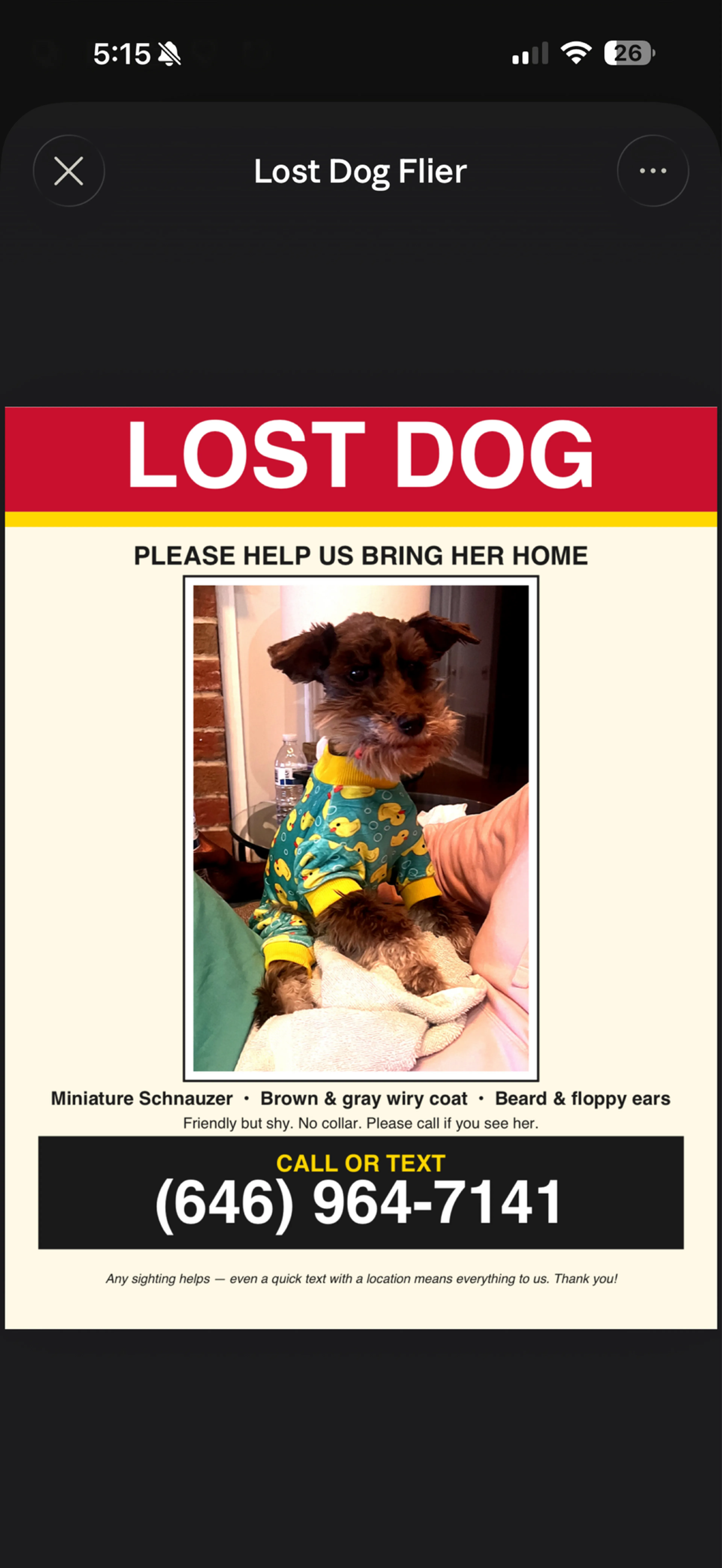 Lost pet