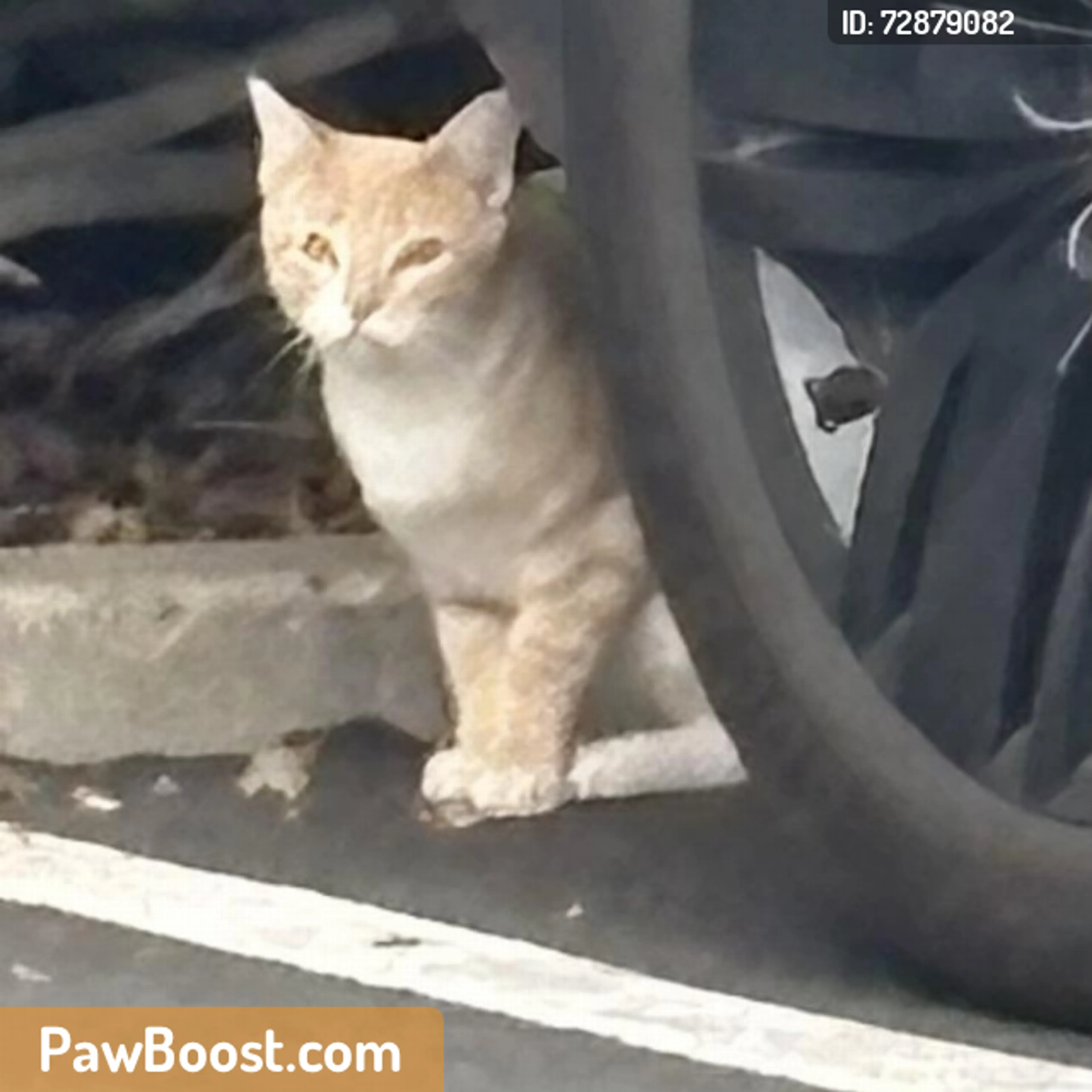 Found pet