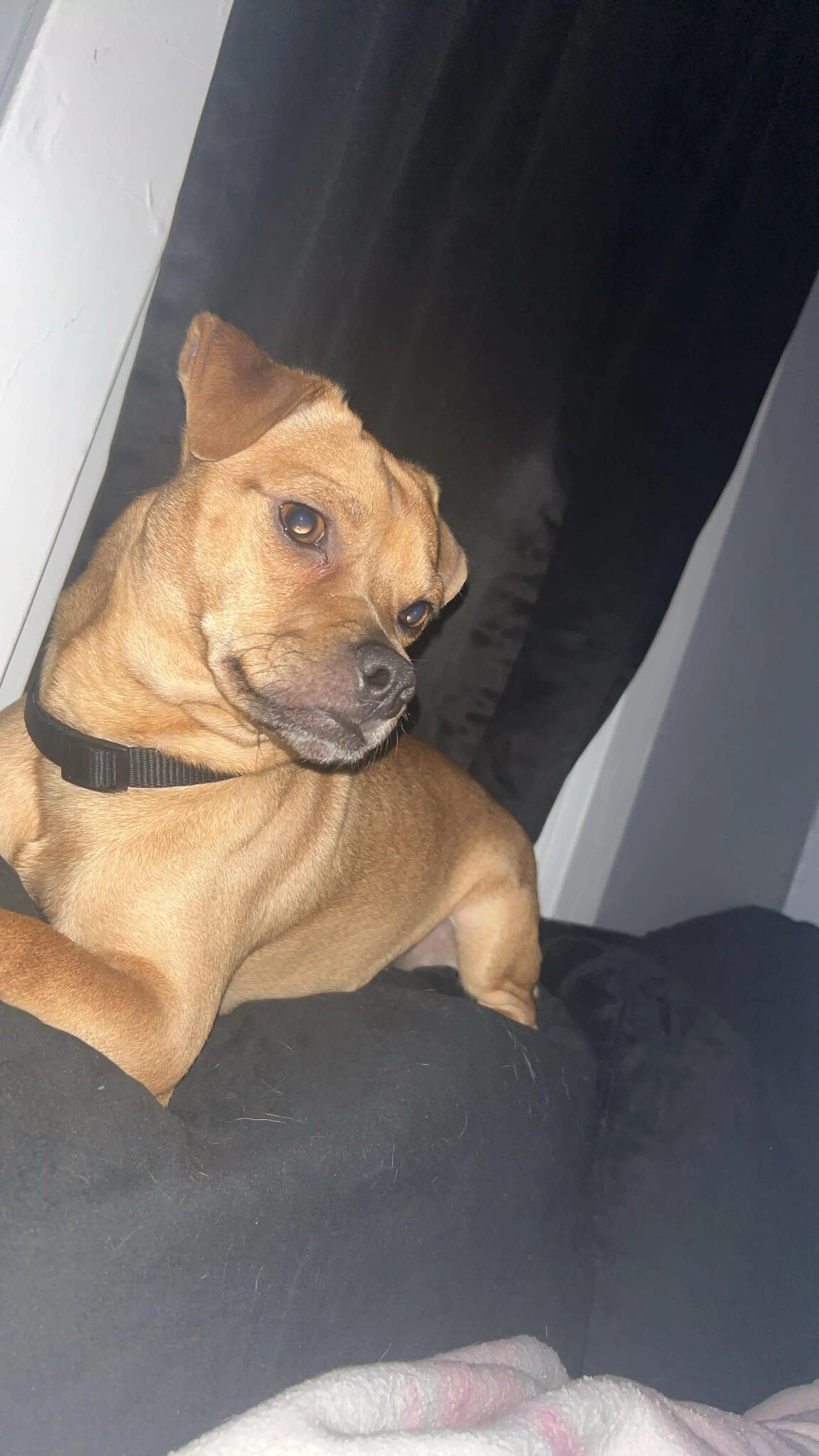 Lost pet