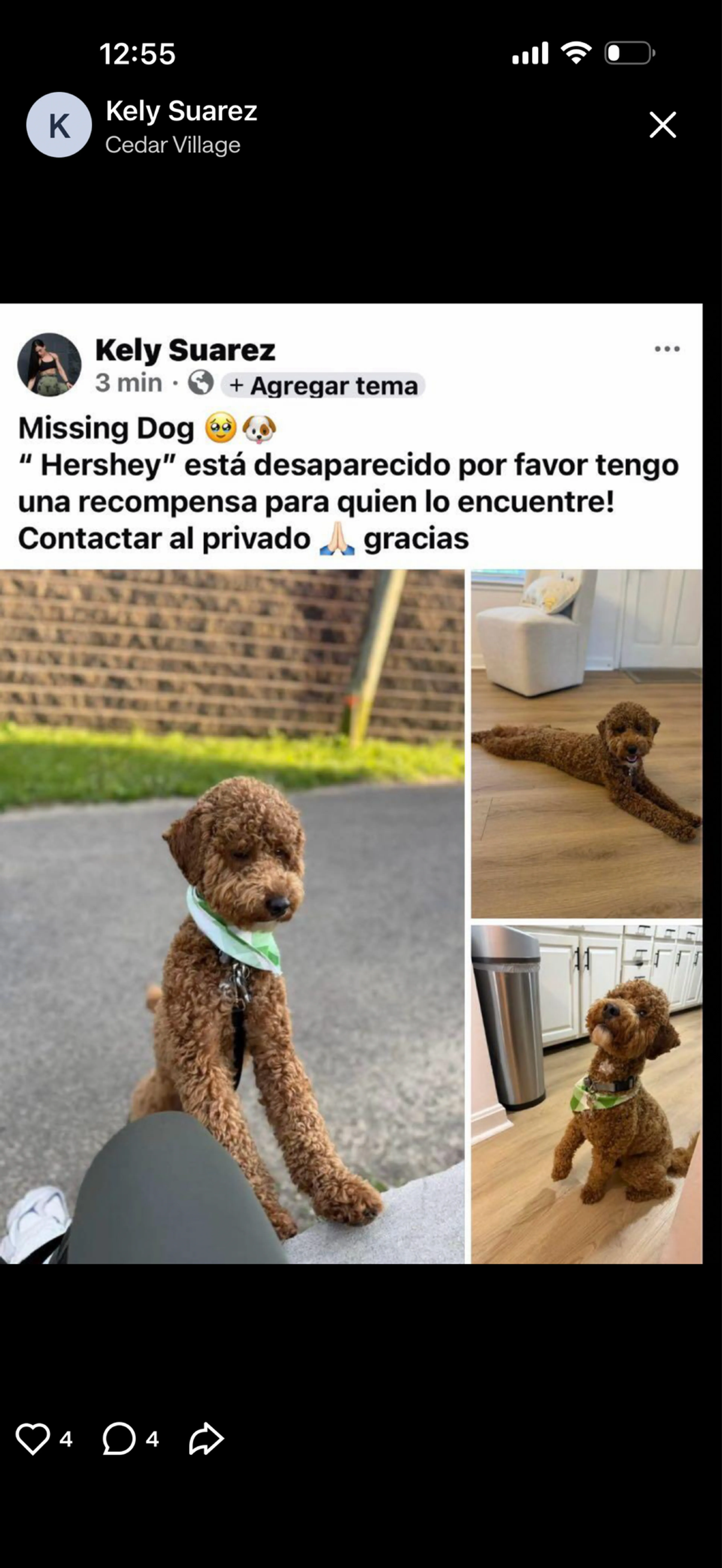 Lost pet