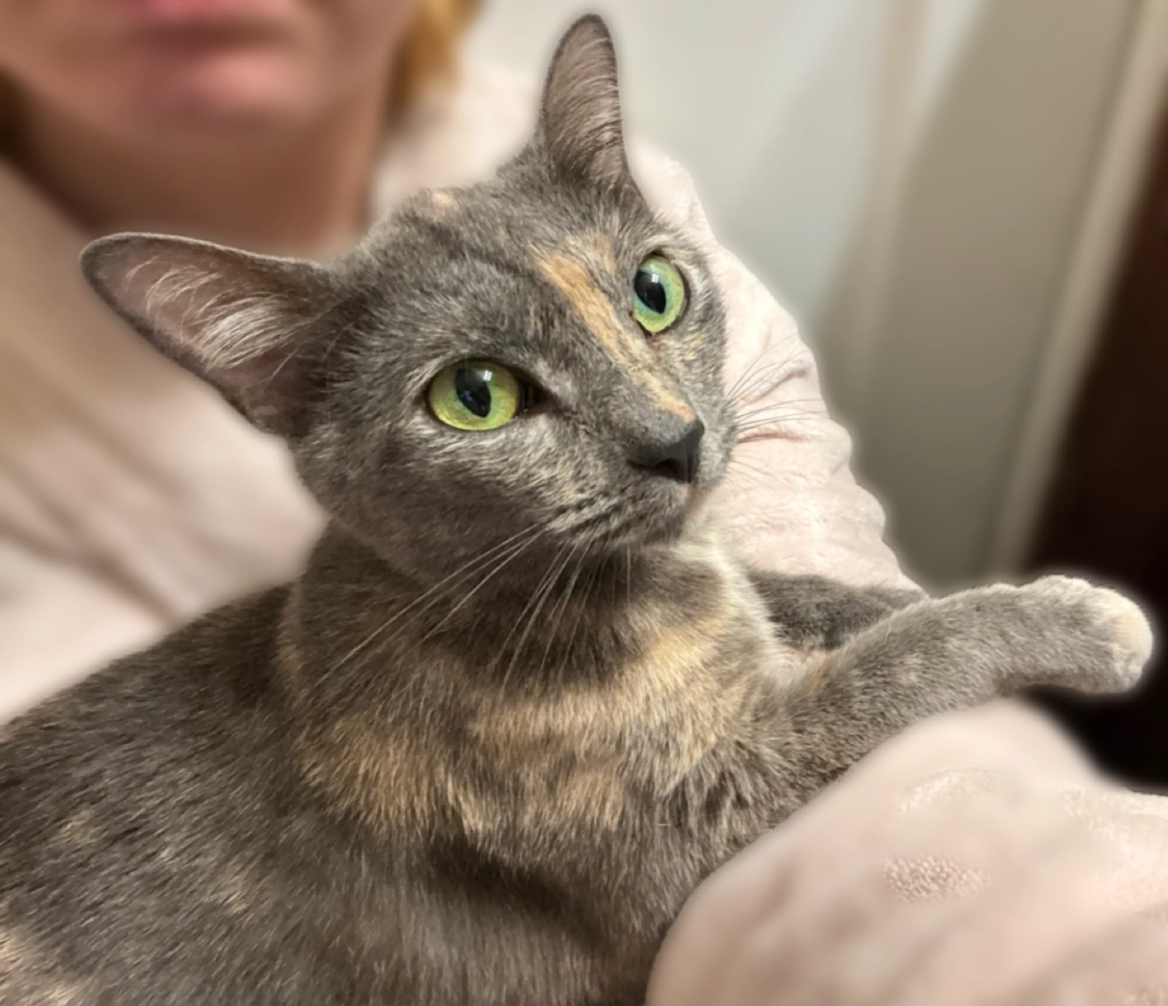 Found pet