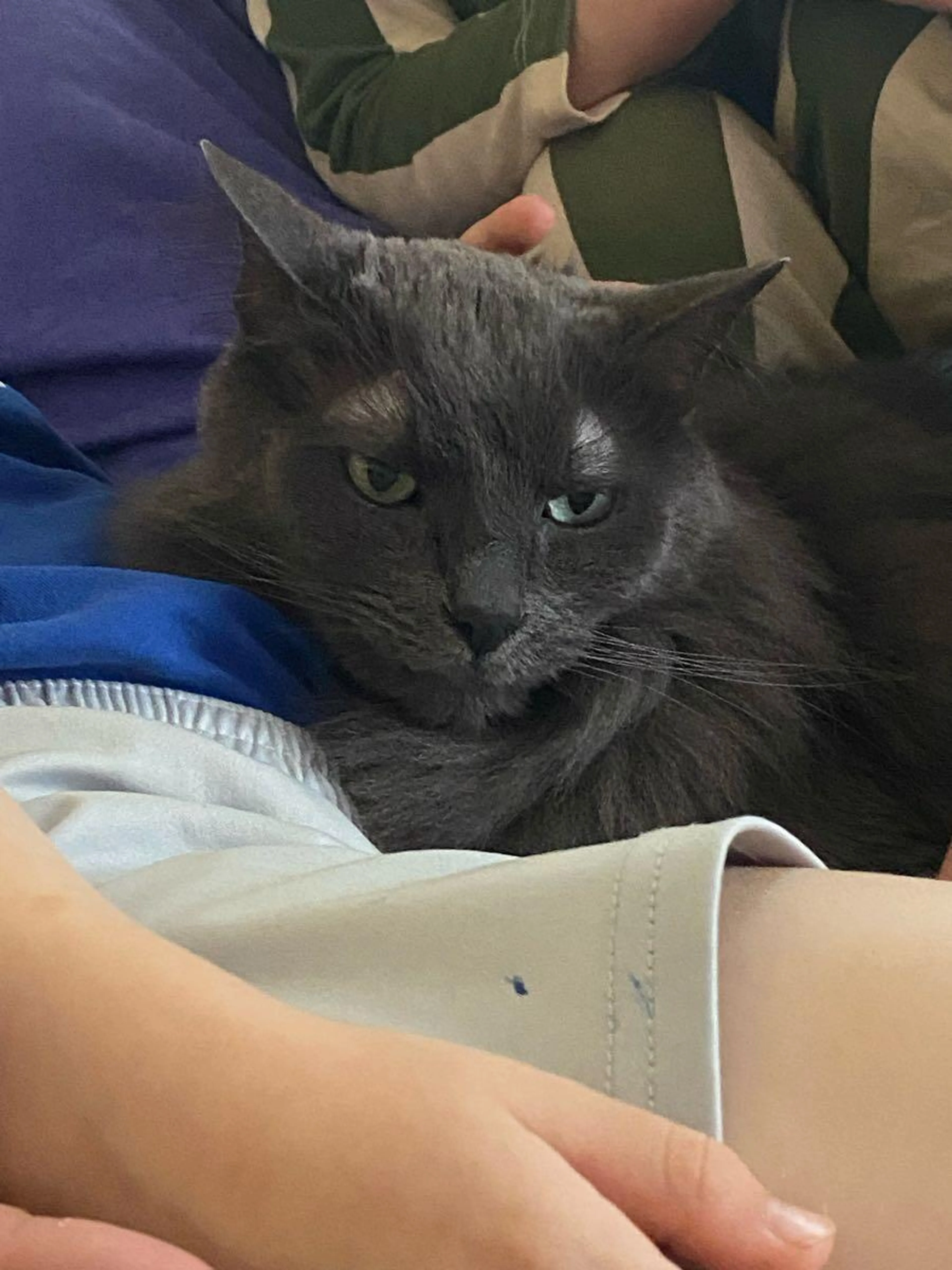 Lost pet